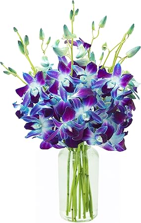 KaBloom Flowers - Exotic Sapphire Orchid Bouquet of Blue Orchids from Thailand with Vase - Gift for Birthday, Sympathy, Anniversary, Get Well, Thank You, Valentine, Mother’s Day Fresh Flowers