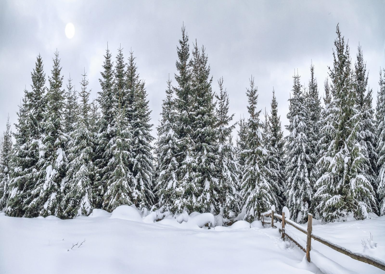 4.5x2.5m Fondo de Bosque nevado con pinos perennes, Fondo de fotografía nevado, Paisaje Invernal al Aire Libre frío y Tranquilo, Fondos de Fotos, decoración navideña, Accesorios de sesión
