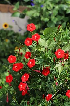 30 Cardinal Climber Vine Ipomea Quamoclit Red Flower Seeds
