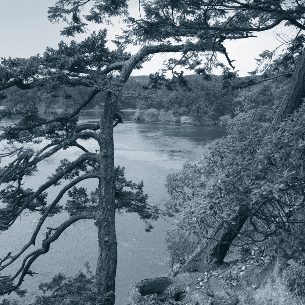 JP London CNVSQM2084 Gallery Wrap Canvas 2In Thick Heavyweight Gallery Wrap Canvas Wall Art Canadian Shield John's Pt. Forest Black & White At 22In By 22In