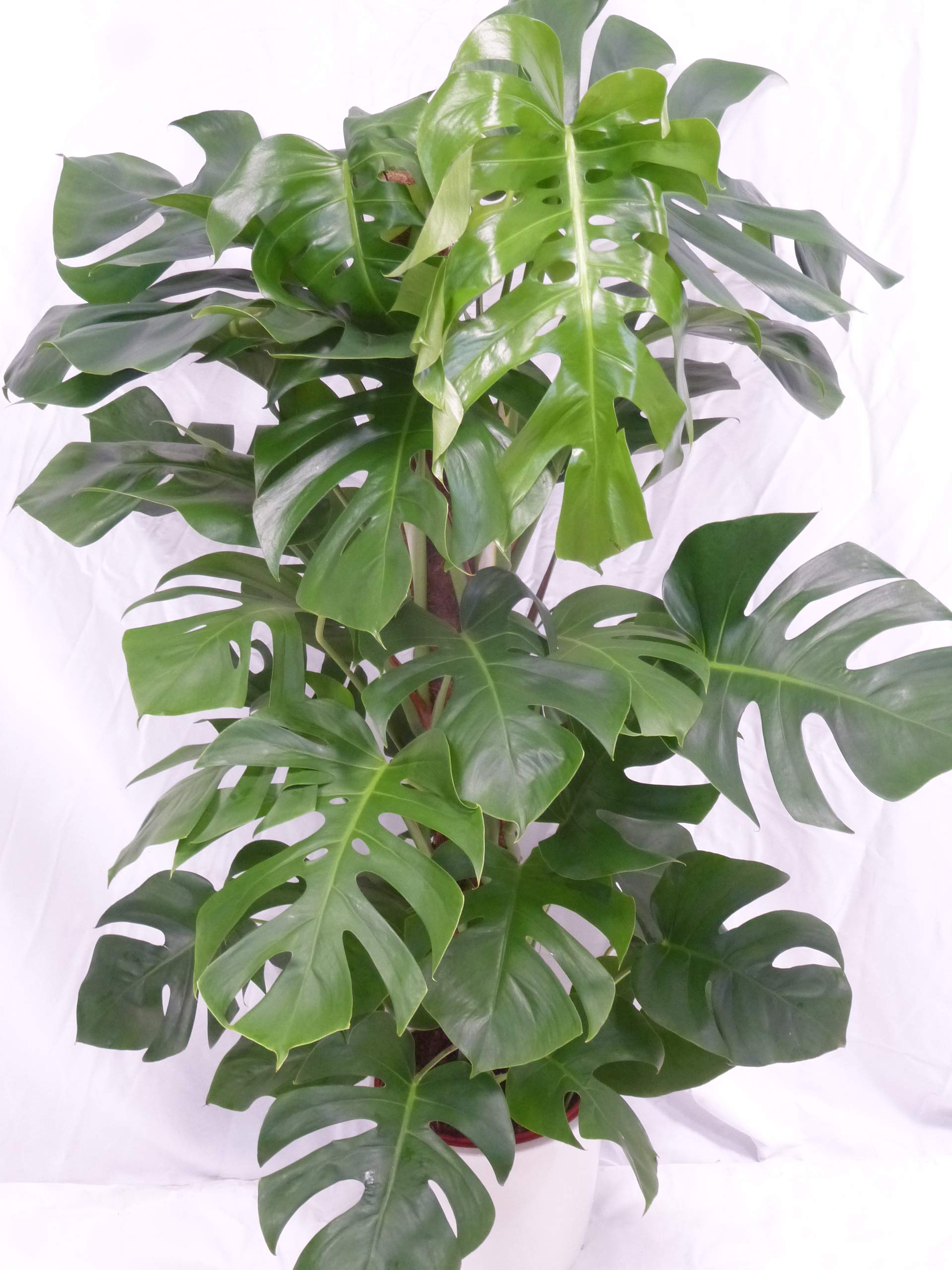 Palmenlager] - Monstera pertusum - Fensterblatt - 150 cm - Topf  24  cm/Lieferung inkl. Rankhilfe // Zimmerpflanze mit groen Blttern :  Amazon.de: Garten