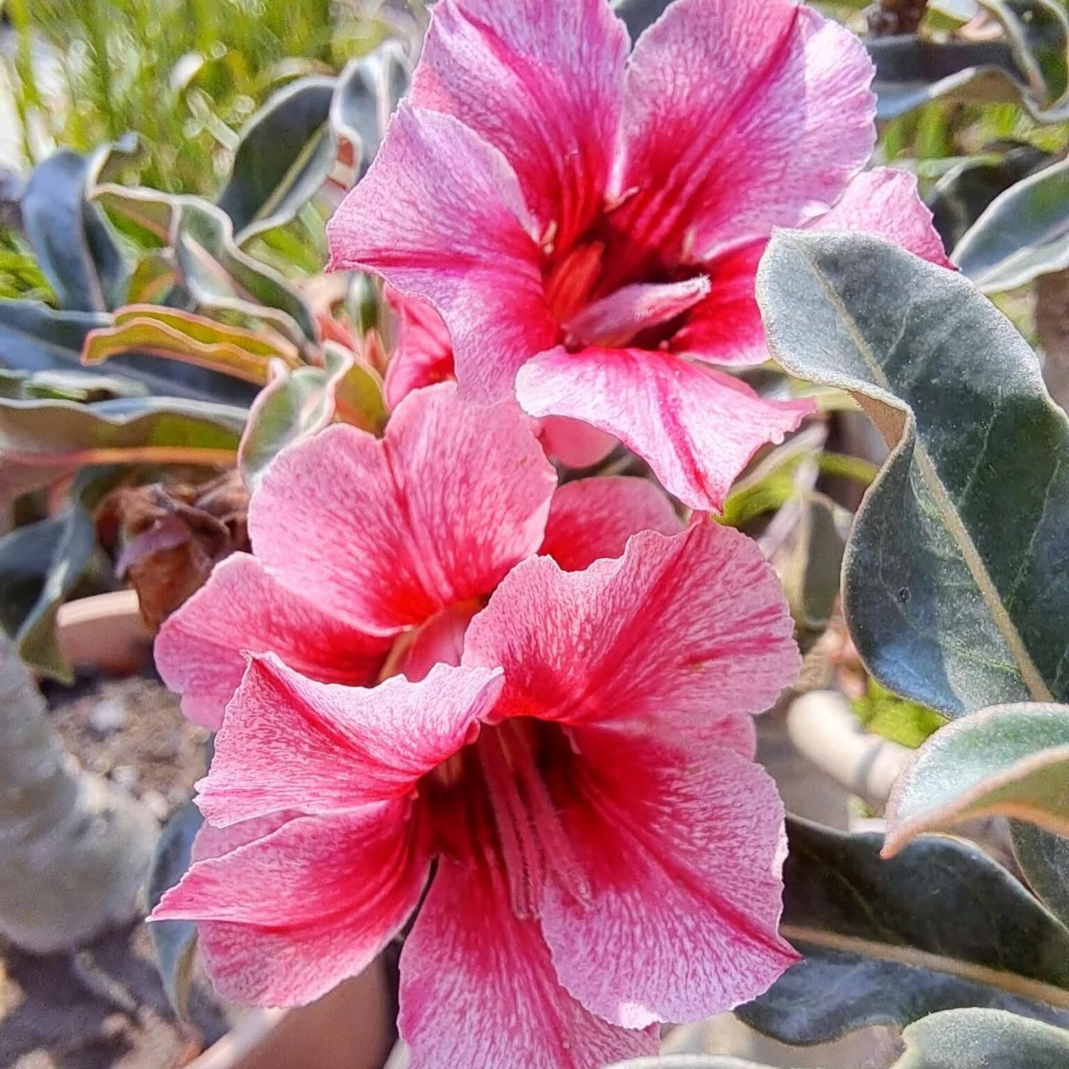 Shade-Tolerant and Sun-Tolerant Desert Rose - Suitable for Both Indoor and Outdoor use, not picky About Lighting Environment,Hardy Perennial, Plants UK, Excellent Display-5bulbs-D