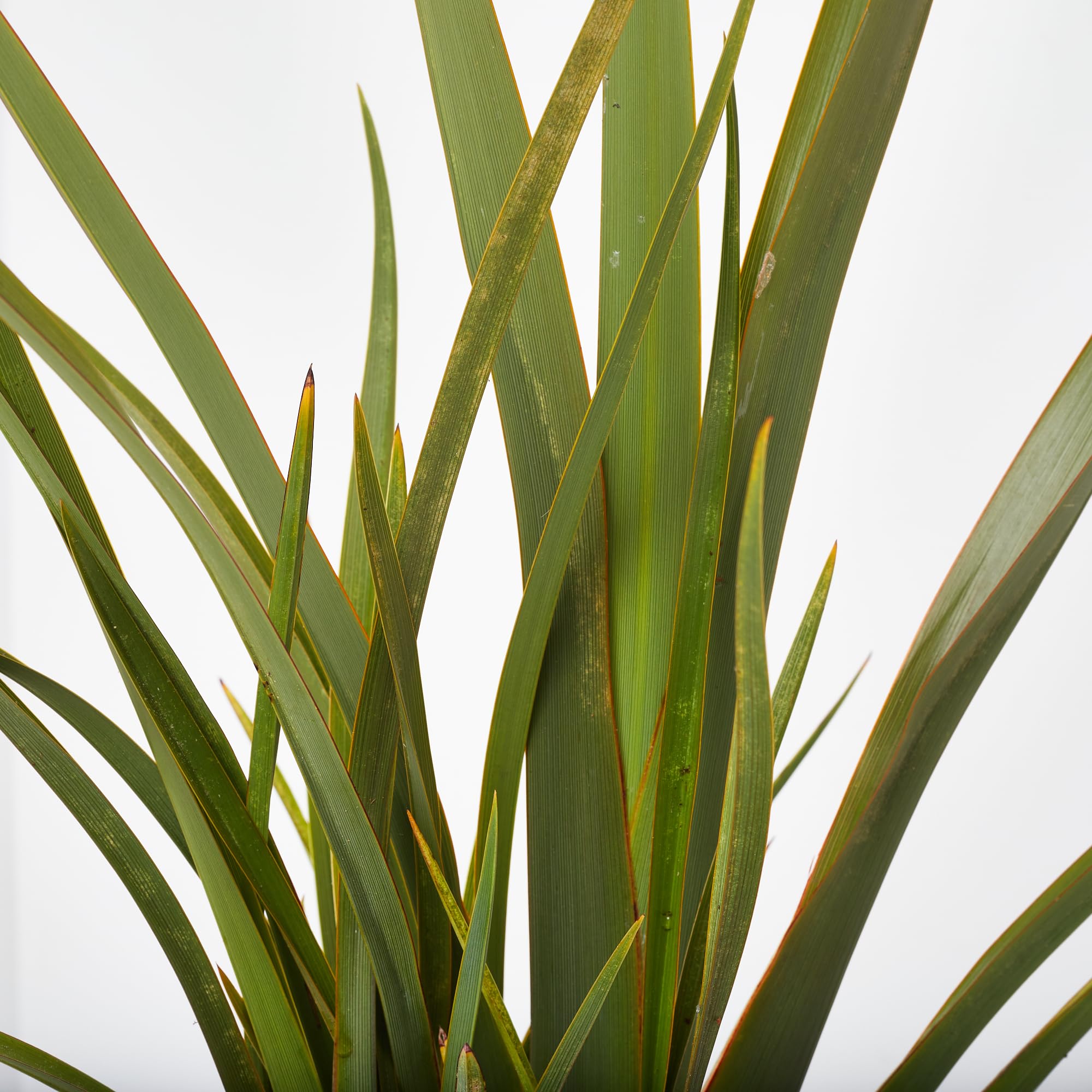 verdecora Phormium en Maceta de 3L | Phormium tenax | Arbusto de Exterior con Follaje Alargado y Resistente | Ideal para Jardines, Bordes y Decoración en Macetas