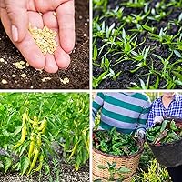 Vista 9 de Más de 600 semillas de pimiento, semillas de vegetales autóctonas para plantar interior y exterior, kit de jardín con 10 variedades de semillas