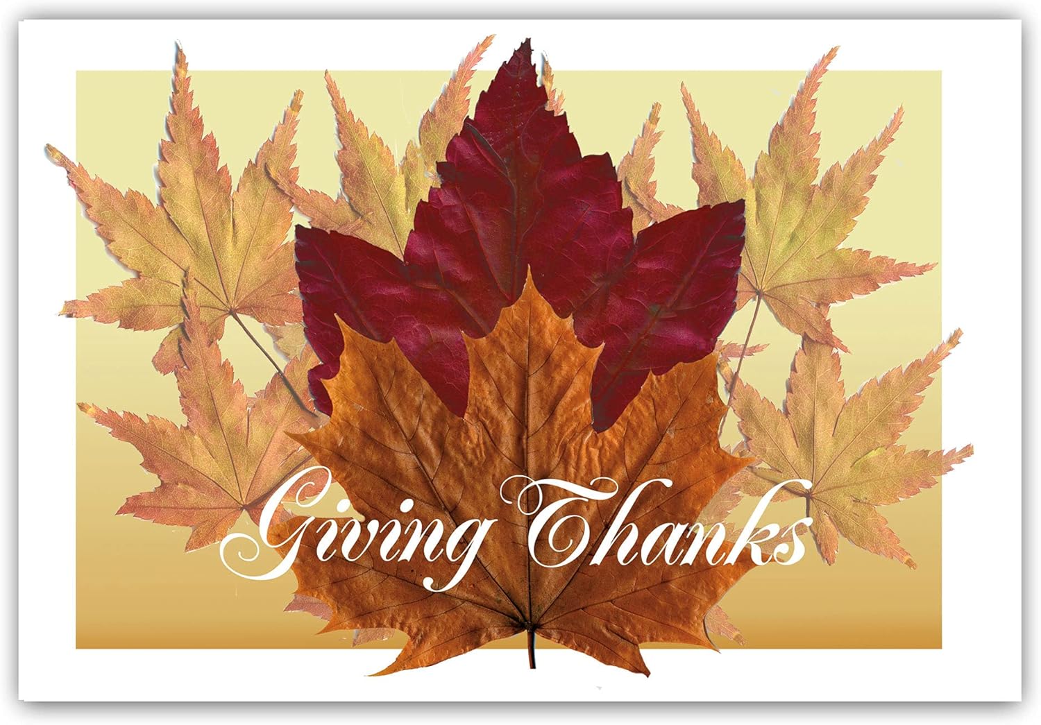 Stonehouse Collection Fall Leaves - Thanksgiving Postcards - 4 x 6 Giving Thanks Postcards - 40 Thanksgiving Postcards (Giving Thanks)