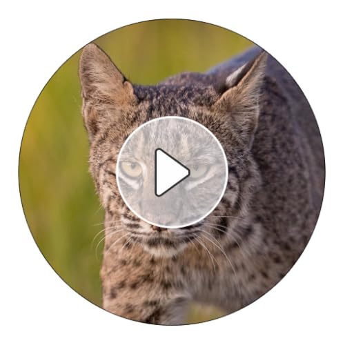 Bobcat Sounds And Ringtones