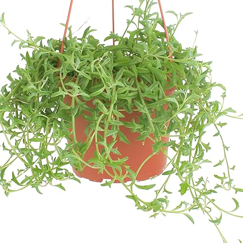 Miniatura 4 de Shop Succulents String of Dolphins Suculent - Senecio Peregrinus, planta suculenta viva de 6 pulgadas con colgador, planta de interior de bajo