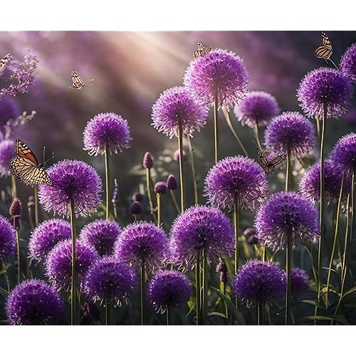 Purple Allium Bulbs for Planting - Easy to Grow Perennial Flowers, Top Size Bulbs, Large Spherical Blooms (5 Bulbs)