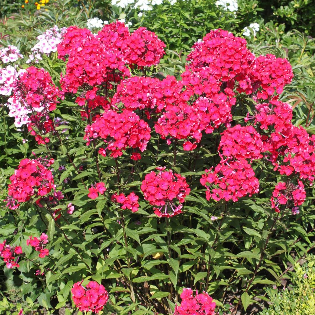 6 x Phlox Paniculata 'Starfire' - Vivaces Contenedor Pequeño 9cm x 9cm