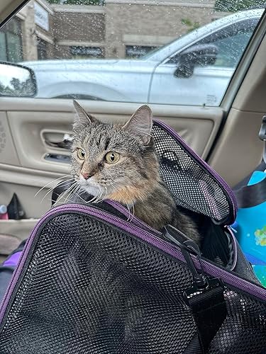 Miniatura 25 de Petisfam - Soporte de transporte para gatos grandes y medianos, perros pequeños. Fácil de meter al gato, transportar, almacenar, limpiar y a prueba