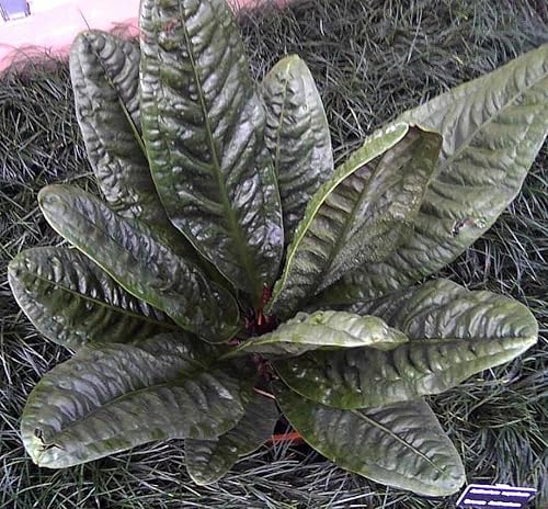 Miniatura 2 de Bird's Nest Anthurium superbum - Fácil de cultivar - Maceta de 4 pulgadas - Serie de coleccionistas