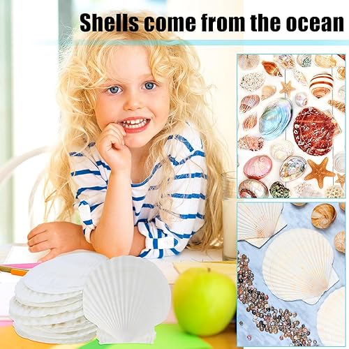Miniatura 7 de 15 conchas marinas naturales grandes blancas, de 4 a 4.7 pulgadas para manualidades, servir alimentos, hornear y más