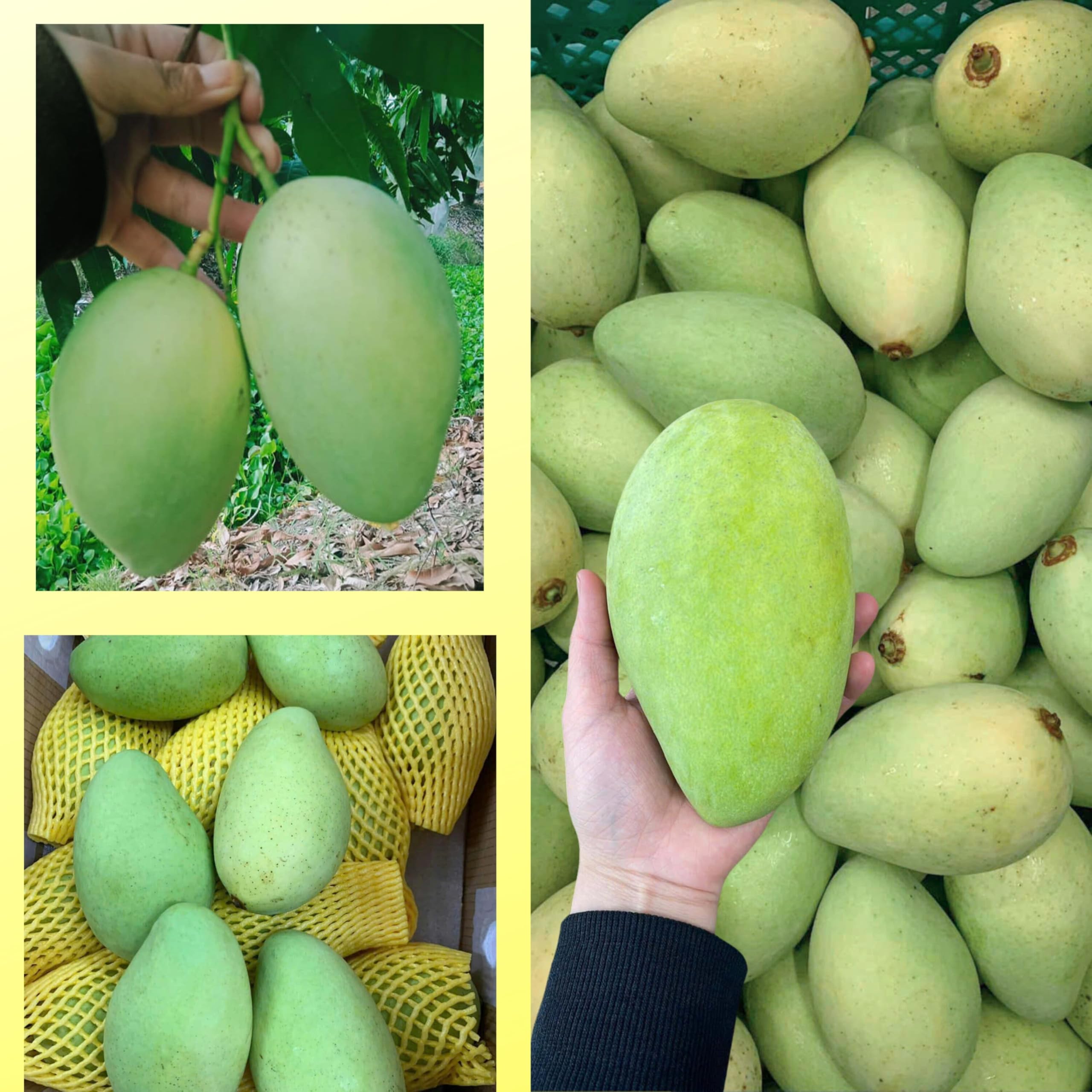 Amazon.co.jp: 【SAM&AIMEE STORE】ベトナム産 グリーンマンゴー 1