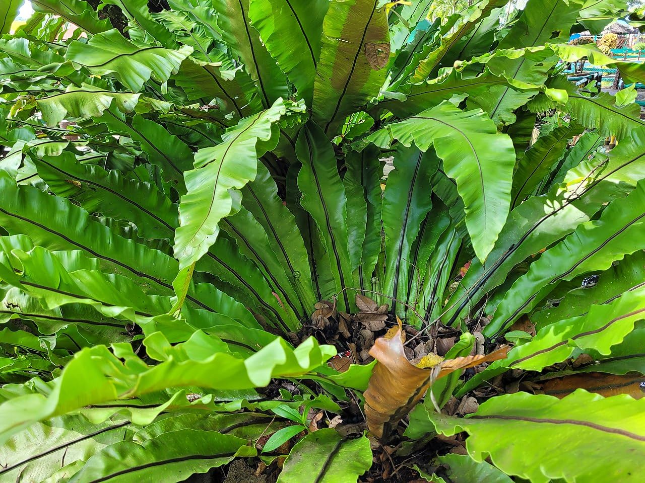 See full amazon price history chart for S. D ENTERPRISE All Time Bird Nest Fern/Asplenium nidus Live Plant S. D ENTERPRISE All Time Bird Nest Fern/Asplenium nidus Live Plant (B0CMHBG4NB) Amazon Price History, Amazon Price Tracker