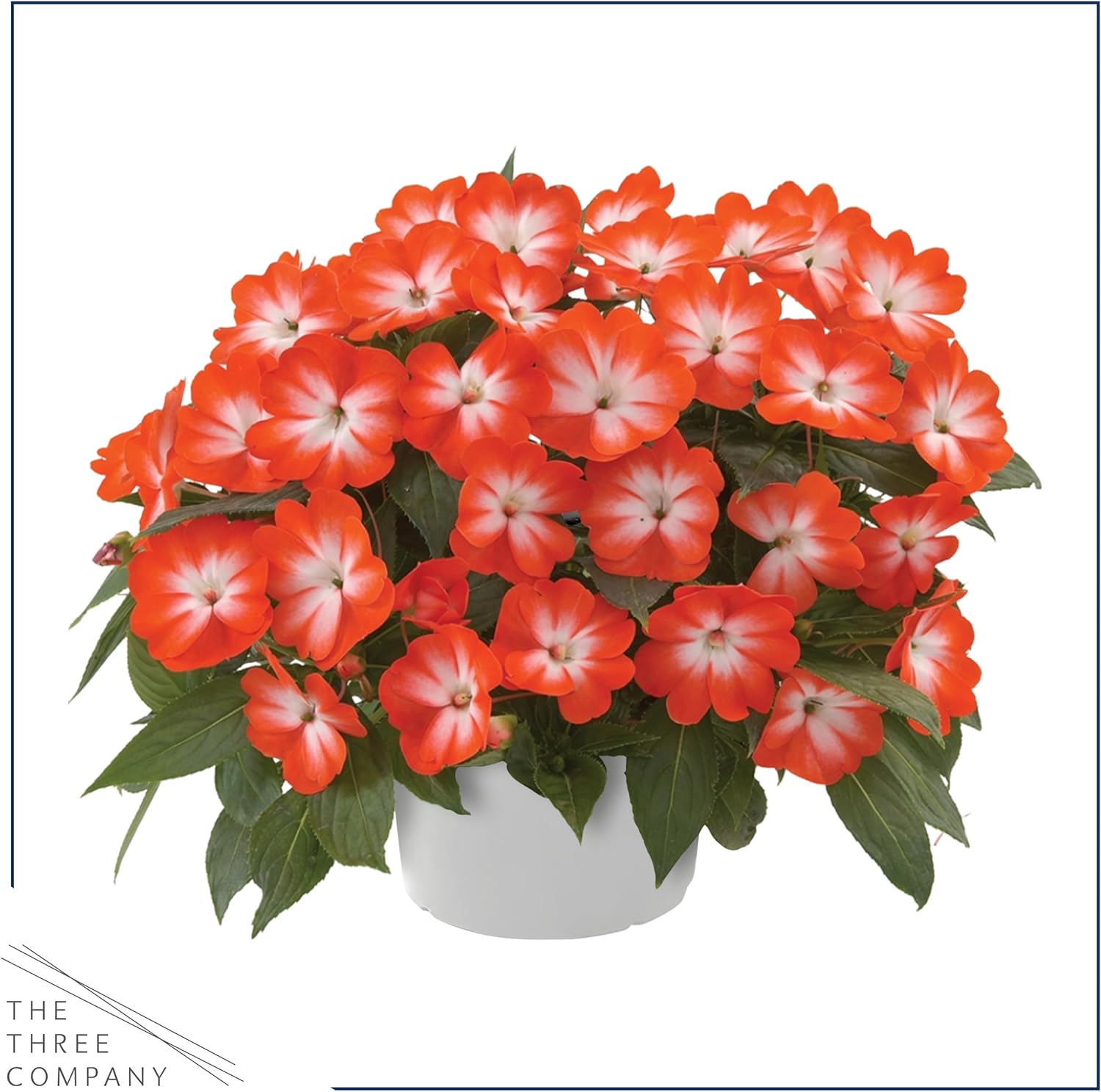 Live Flowering New Guinea Impatiens - Grower's Choice Assorted Colors (3 Plants Per Pack) - Beautiful Shade Flowers - 12" Tall by 5" Wide in 1 Qt Pot