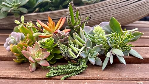 Miniatura 4 de 10 esquejes surtidos de suculentas vivas, no hay 2 suculentas iguales, ideales para terrarios, mini jardines y como plantas de inicio. Plantas