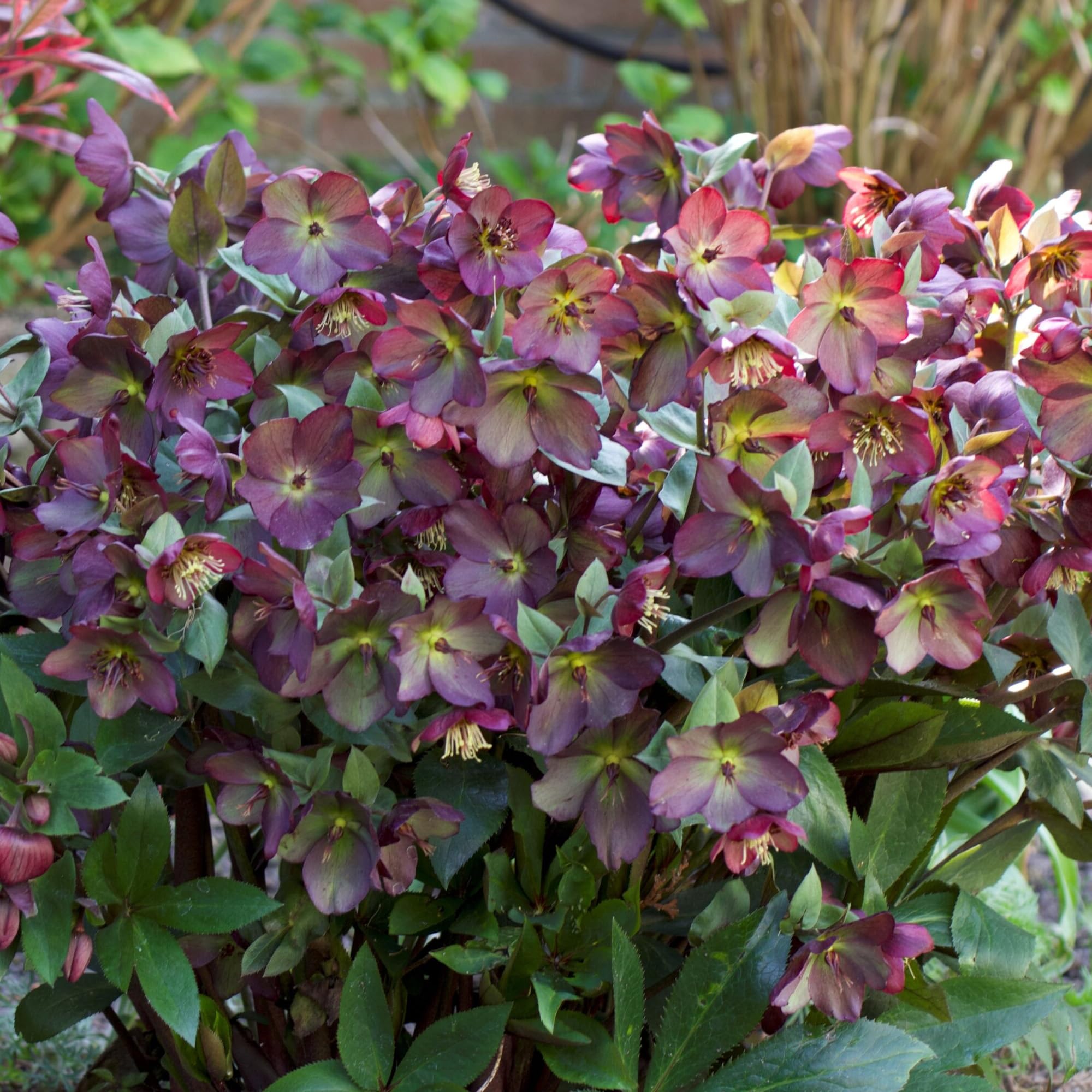 Helleborus Star of Passion - Christmas Rose & Ground Cover Plant Evergreen, Hellebores Plants Garden Ready, Outdoor Plants Shade Lovers and Perennial Plant Garden Ready (3 Litre Pot, 20-30cm)