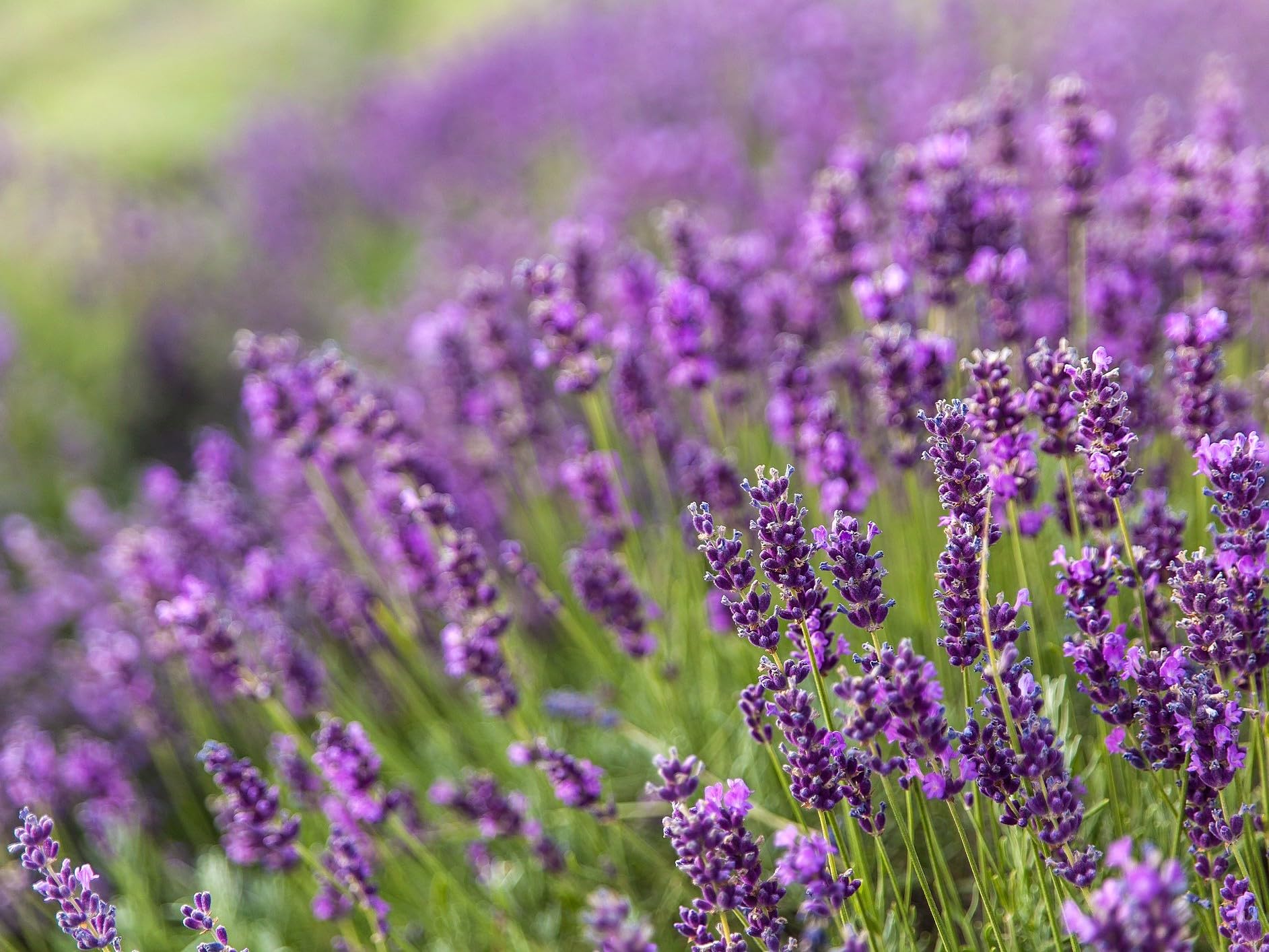 Greenwood Nursery: Live Perennial Plants - Provence Lavender + Lavandula x Intermedia - [Qty: 5X Pint Pots] - (Click for Other Available Plants/Quantities)