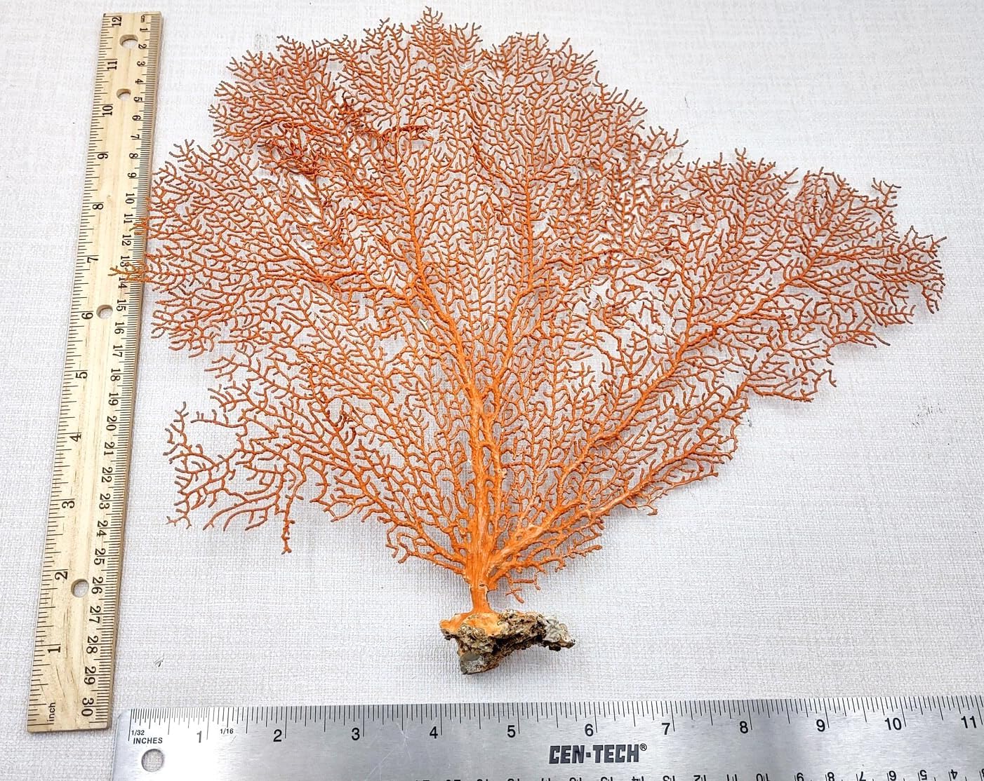 1 Pcs Red Orange Sea Fan Coral 12–13” – Natural Dried Sea Fan for Ccoastal-Themed Decor, Aquarium Displays, Resin Art, Shadow Boxes, and Nautical Collections