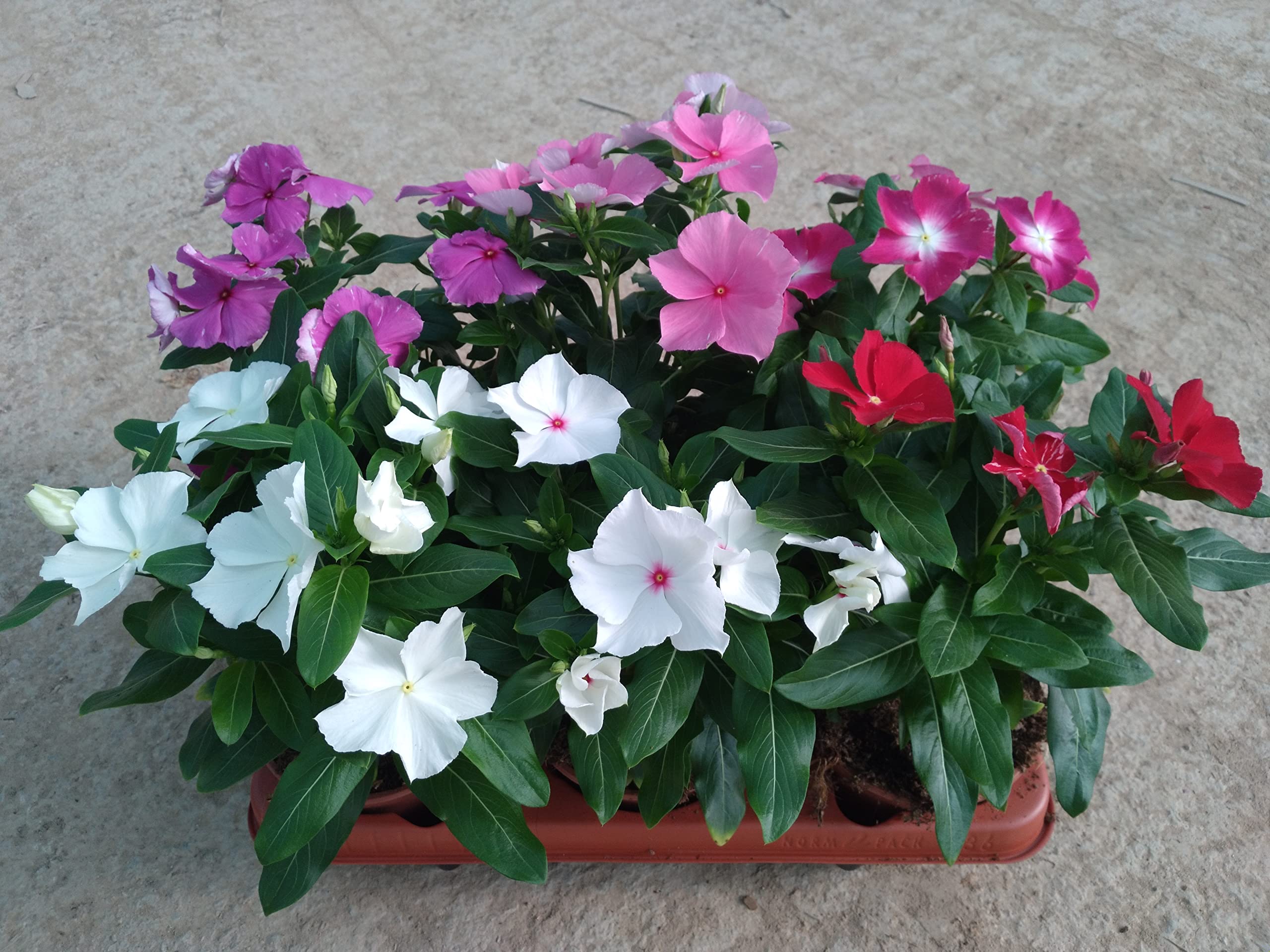 Planta natural Vinca, Laurel de flor pack 6 plantas