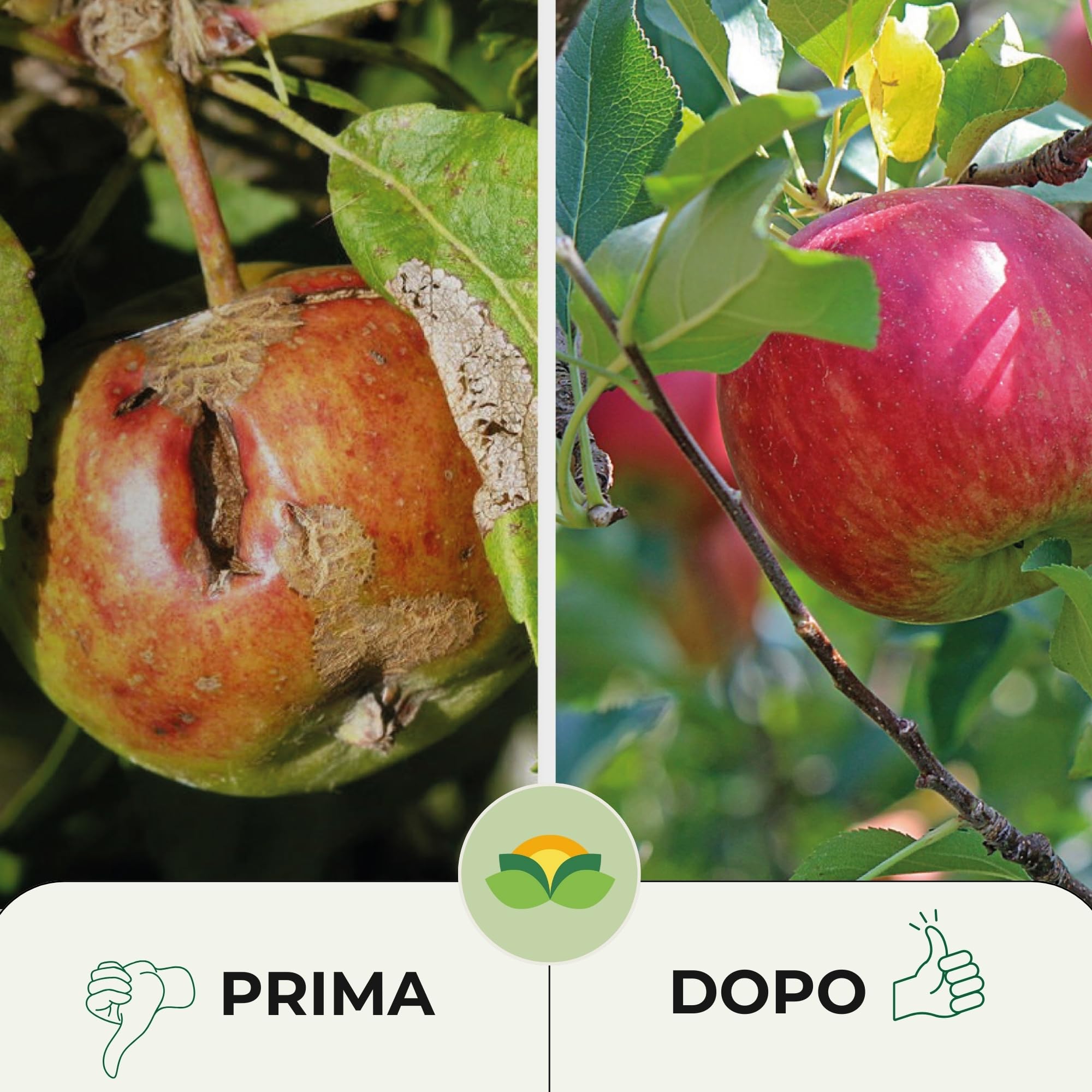 Albagarden - Zeolite per Agricoltura MAXI x 5 KG - Polvere di roccia, Potenziatore delle difese naturali Effetto Insetticida e Fungicida - Zeolite per Piante