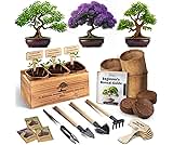 Avergo Bonsai Tree Kit – 3X Unique Japanese Bonzai Trees | Complete Indoor Starter Kit for Growing Bonsai Plants with Tools & Planters – Gardening Gifts for Women & Men