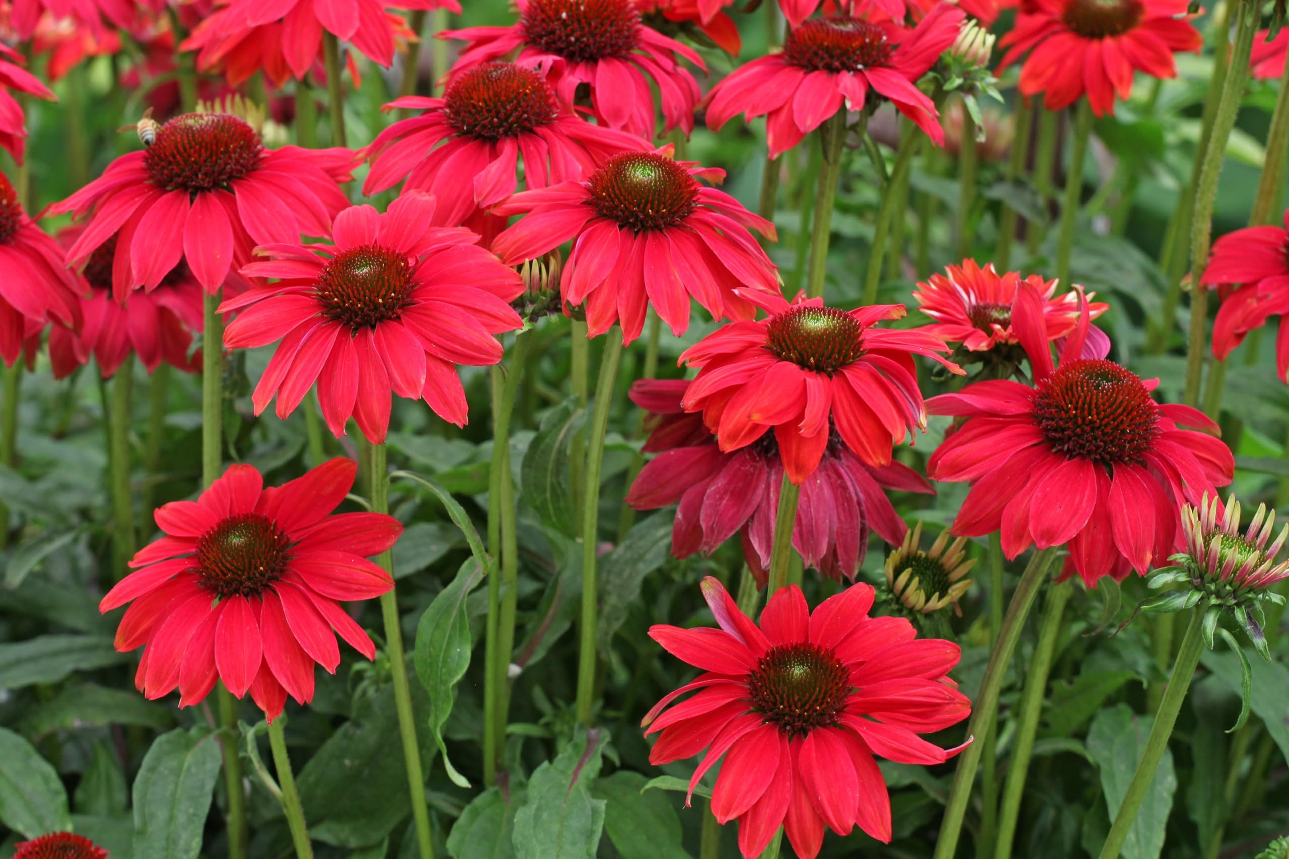 Stauden Gänge 1 x Echinacea purpurea 'Lakota Red' Roter Purpursonnenhut | Roter Sonnenhut – winterharte Staude & Dauerblüher für Sonne, mehrjährig, bienenfreundlich, 9x9 cm Topf
