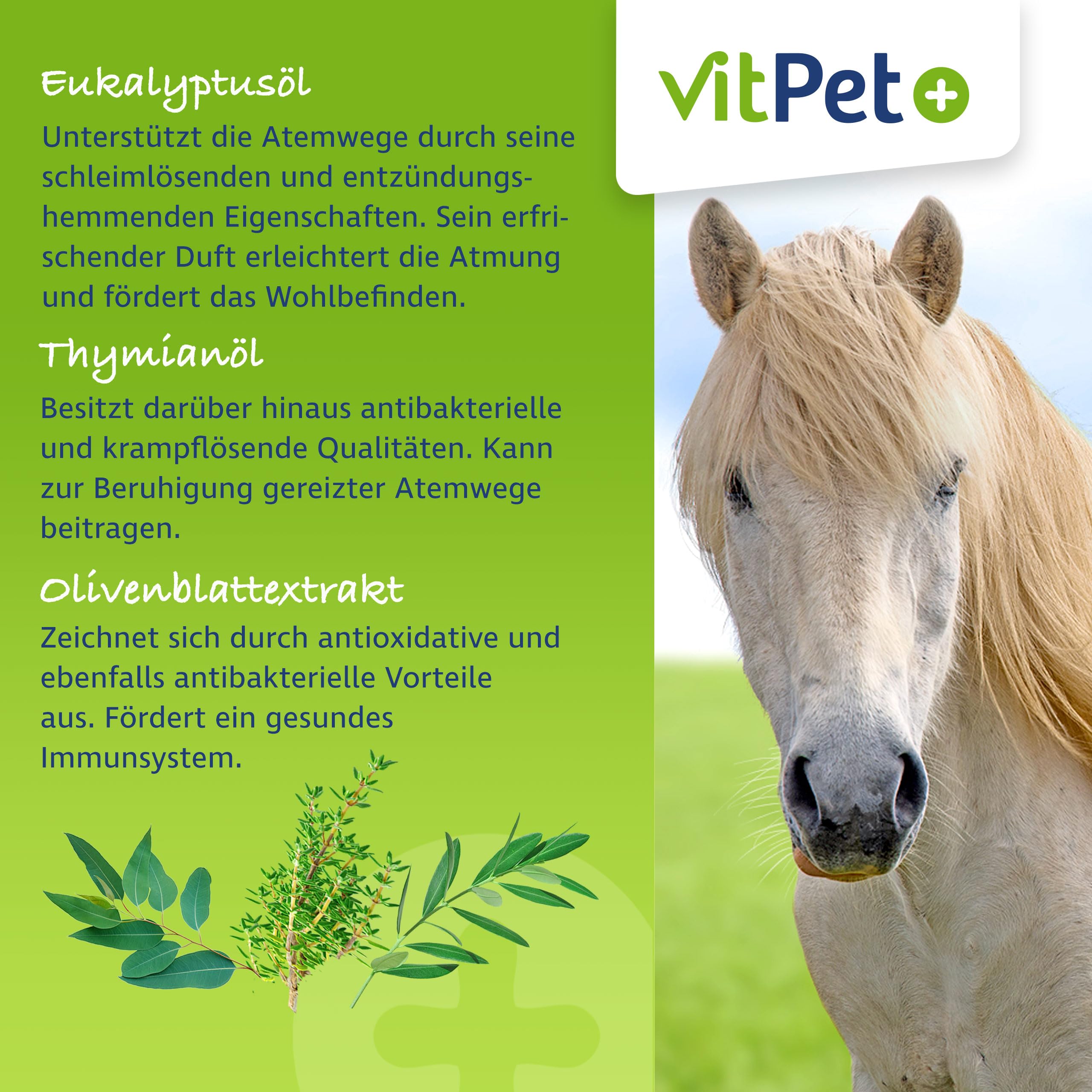 PneumoAir – Inhalationslösung für Pferde – Bei Husten Pferd – Schleimlösend & beruhigend – Mit Eukalyptus & Thymian – Für alle Vernebler – 100 ml