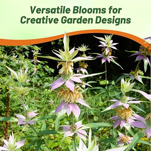Miniatura 7 de Outsidepride Perennial Monarda Spotted Bee Balm Garden Cut Flower Plant Semillas - 500 semillas