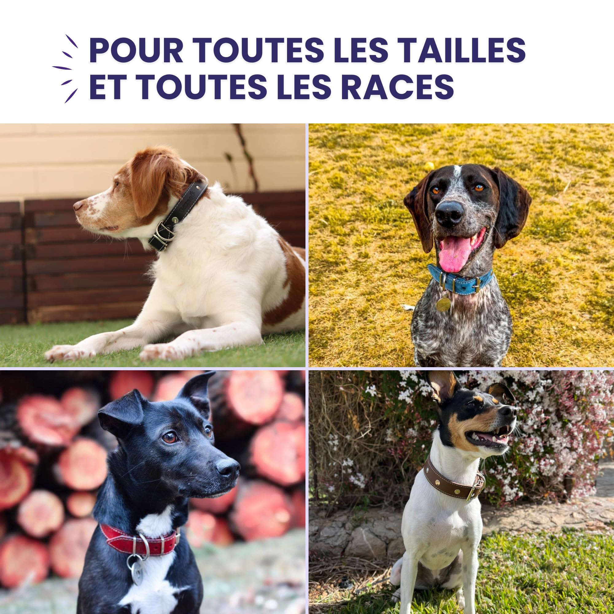 Collier pour Chien avec Filet de Protection pour Collier Anti Puces pour Chien, Collier Fait Main en Cuir de Haute Qualité Qui Protège et Prolonge la Durée du Antiparasitaire