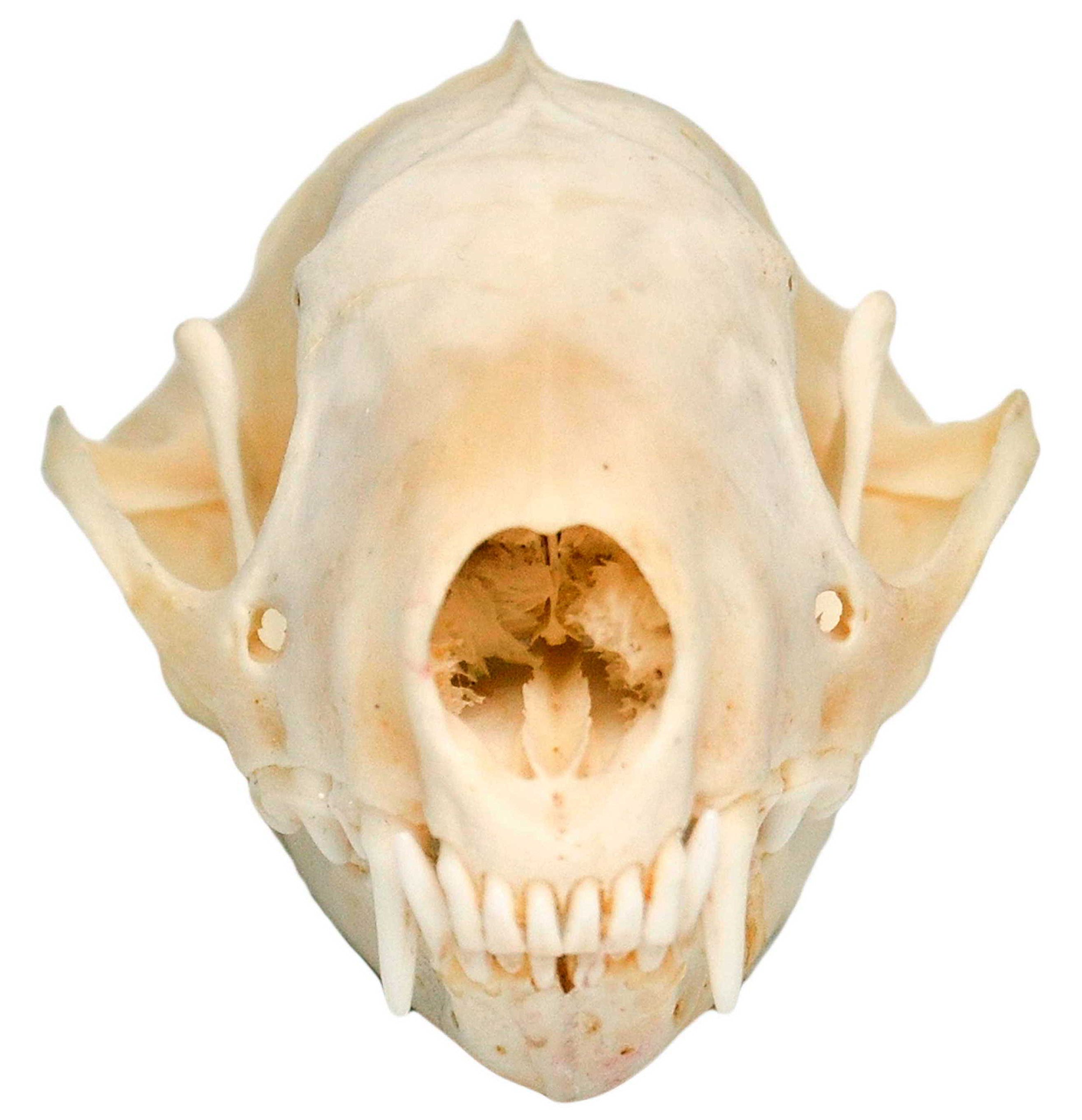 Amazon.com: Clear Creek Trading Real Bone Skunk Skull