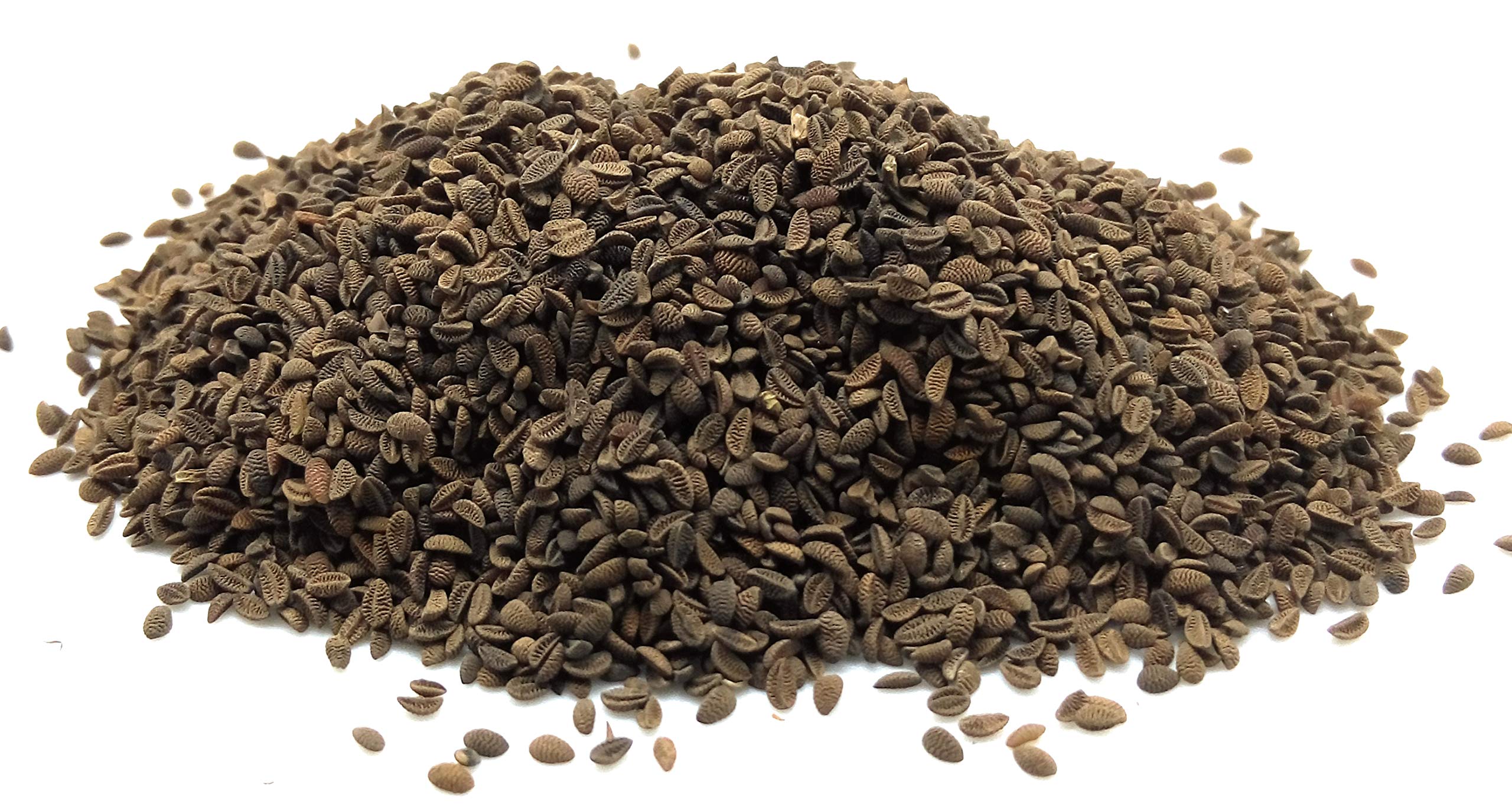 Phacelia tanacetifolia, Fiddleneck, Green Manure, 25g Approx 13000 Seeds, untreated