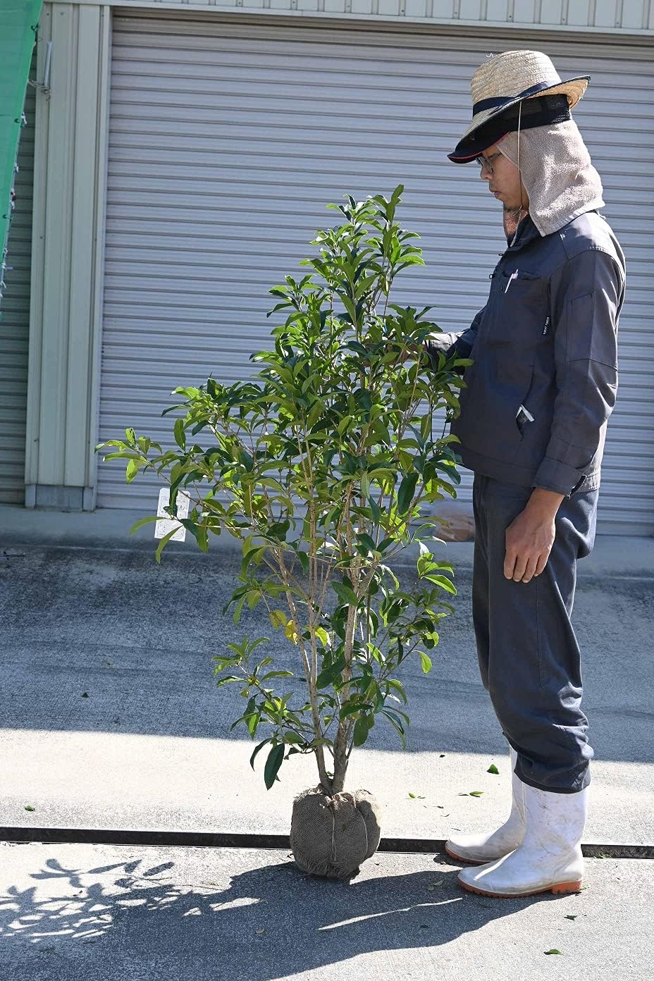 楽天市場】ポトステルノの通販 【現品・鉢まま出荷】もりもり 希少 楽天市場】ポトステルノの通販 【現品・鉢まま出荷】もりもり 希少