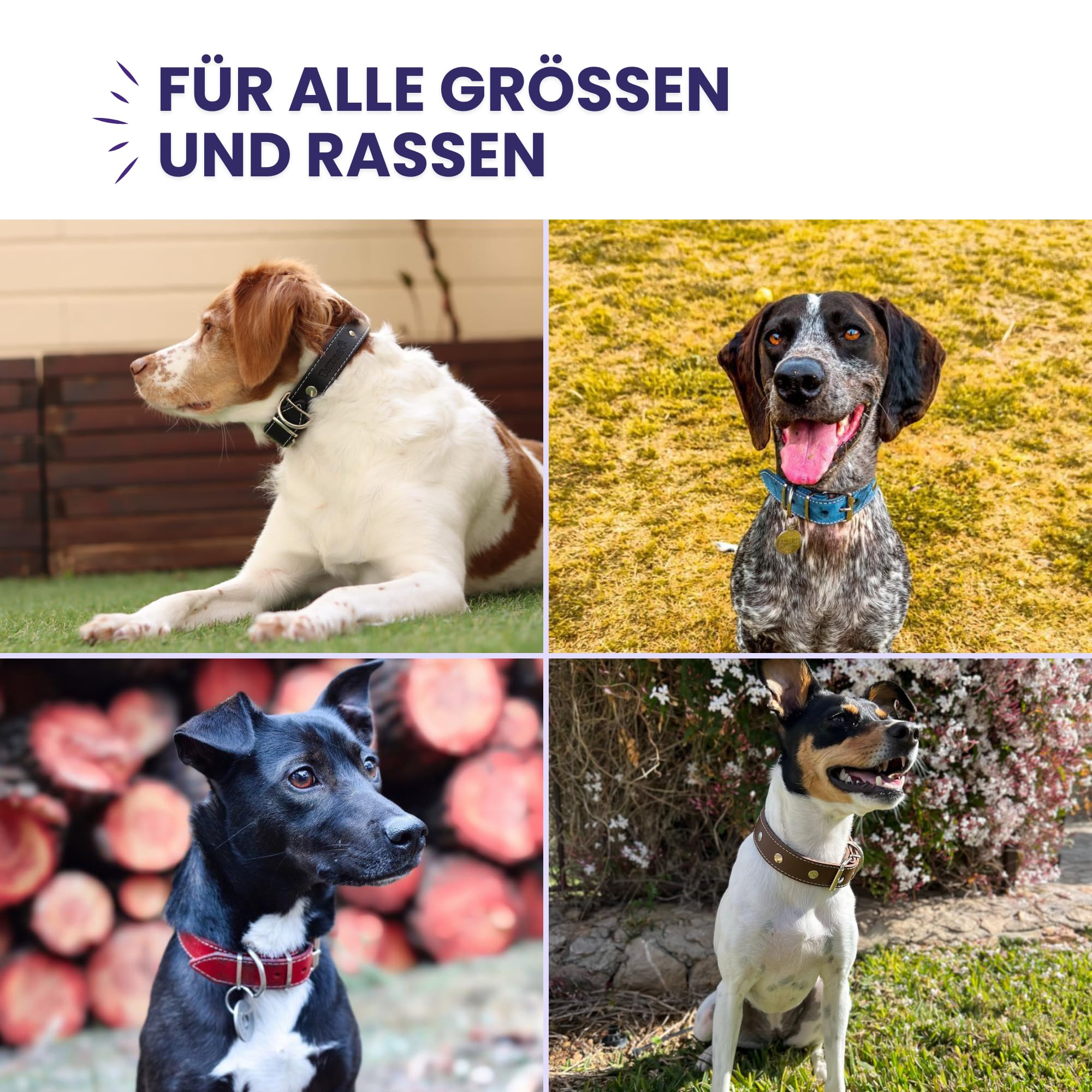 Hundehalsband Leder mit Schutznetz für Flohhalsband Hunde, Hundehalsband das schützt und die Lebensdauer des Zeckenhalsbands für Hunde verlänger