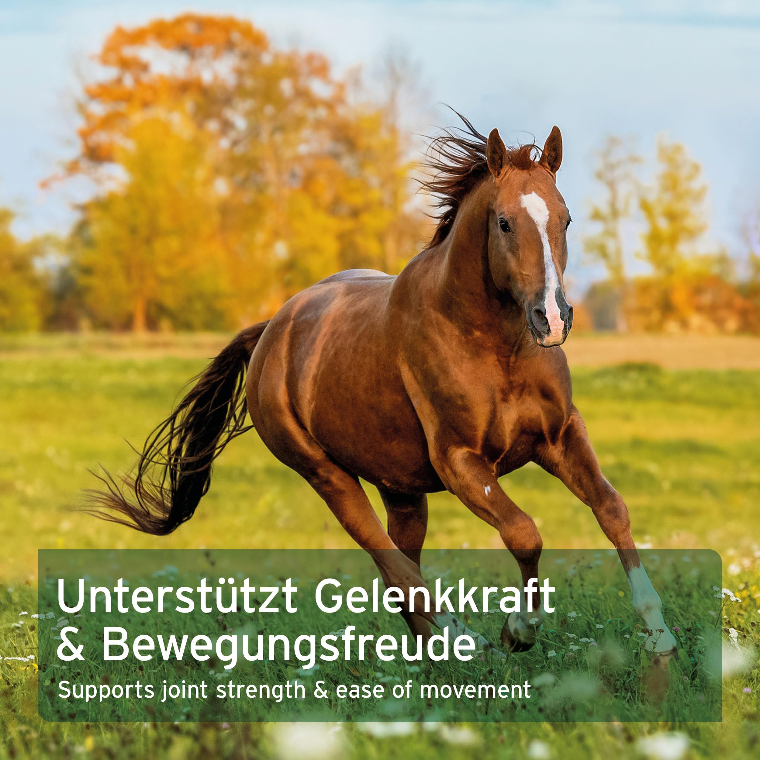 AniForte MSM Pulver für Pferde 1,5 kg – Hochreines Methylsulfonylmethan, Hochdosiert mit Reinheitsgrad 99,94%, organischer Schwefel als Gelenkpulver, höchste Qualität
