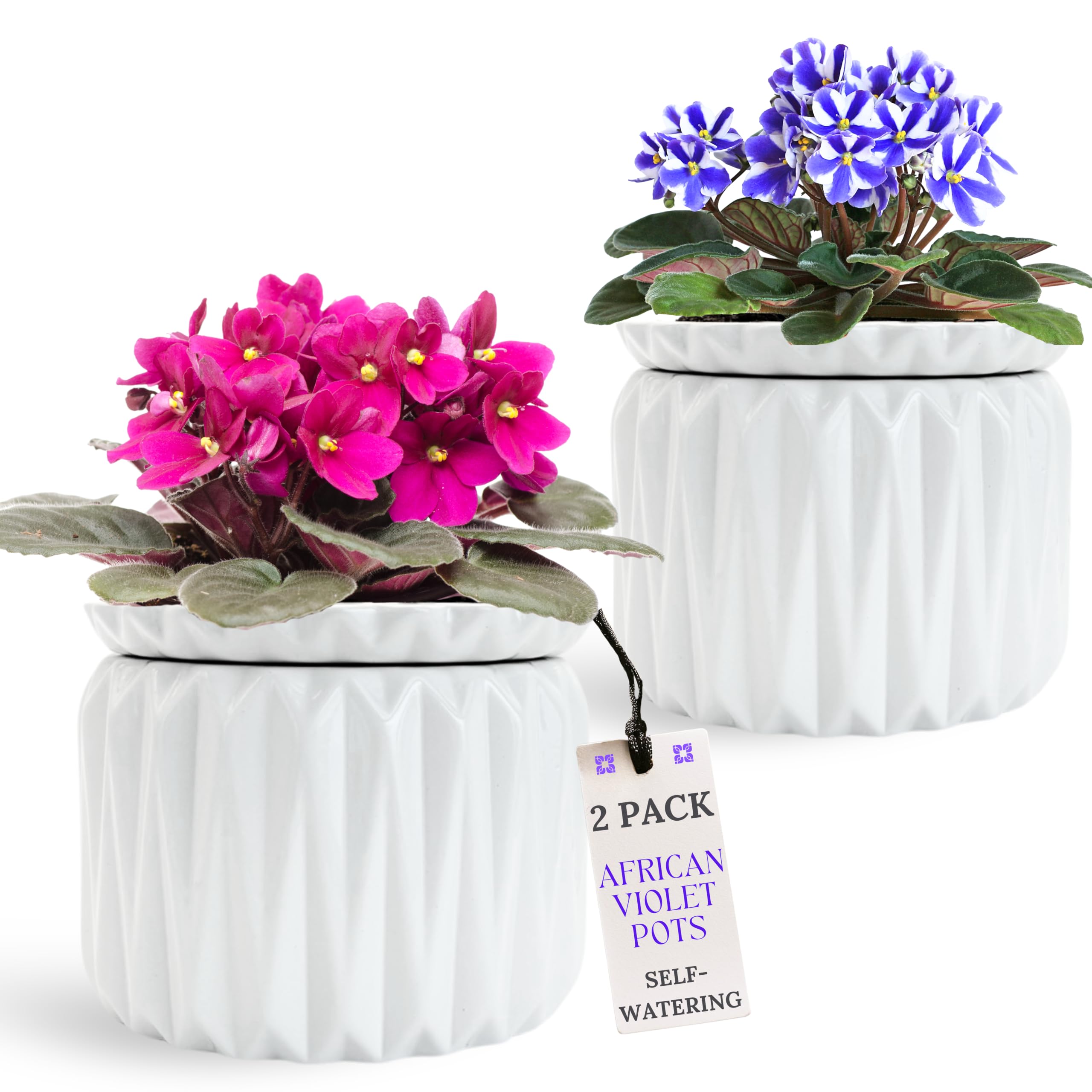 Photo 1 of Thriving Thicket 6 Inch African Violet Pots (2 Pack)