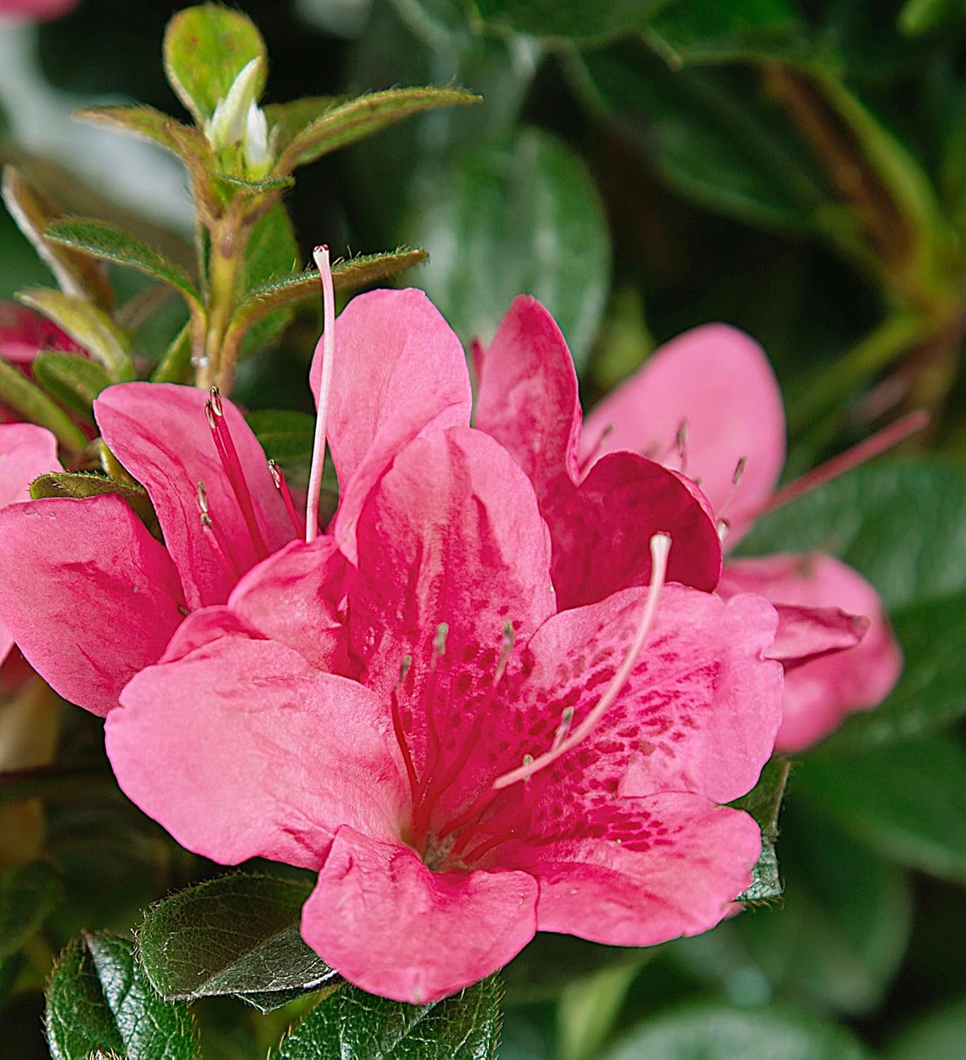 Encore Azalea Autumn Cheer (1 Gallon) Pink Flowering Shrub - Full Sun Live Outdoor Plant