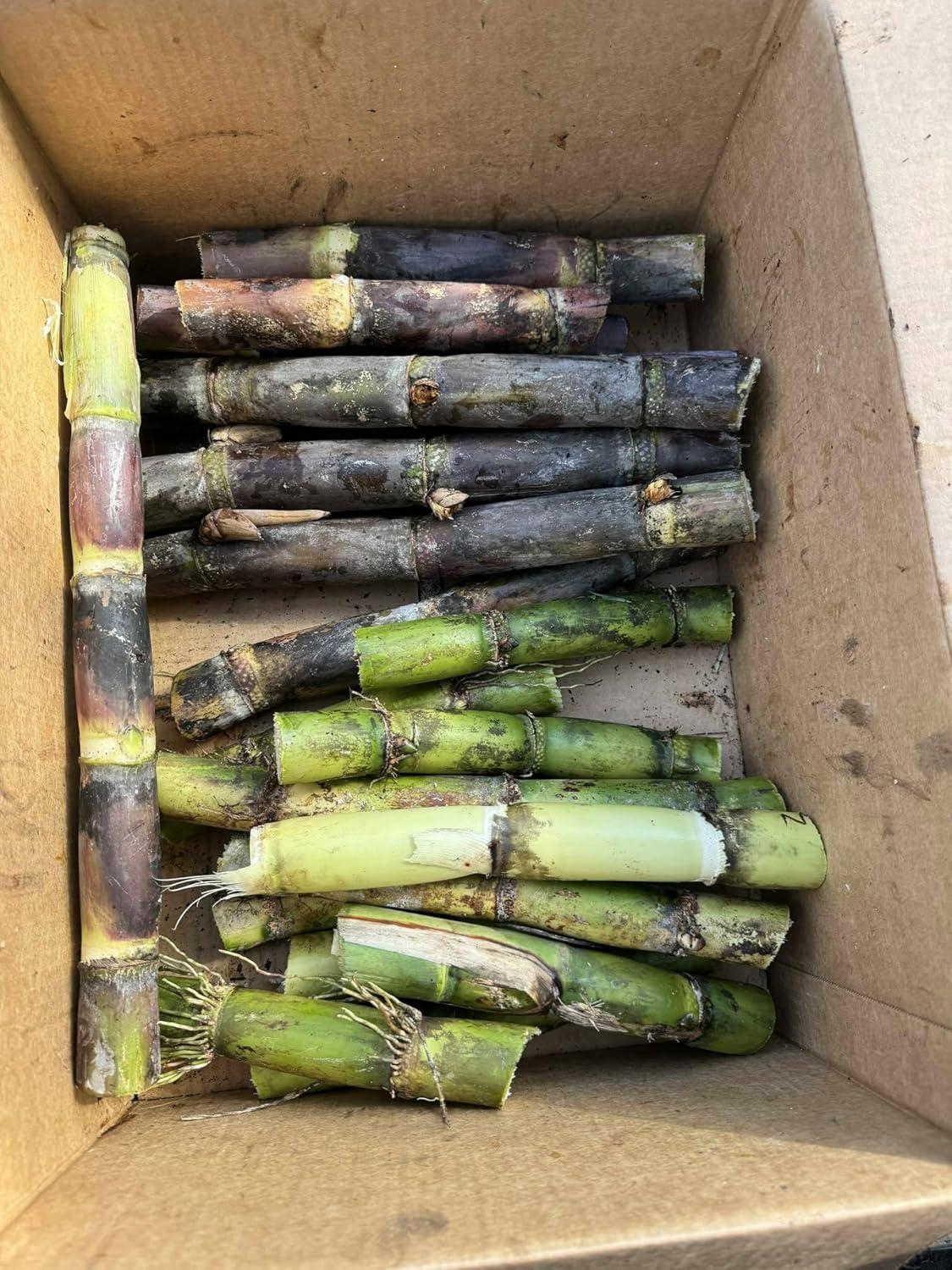 Set of 20 Sugarcane Plant Cuttings – Sugar Cane Unrooted – 12" Long, 2–3 Nodes Each – Fresh Unrooted Cuttings for Planting-No Ship Ca (Purple Sugarcane)
