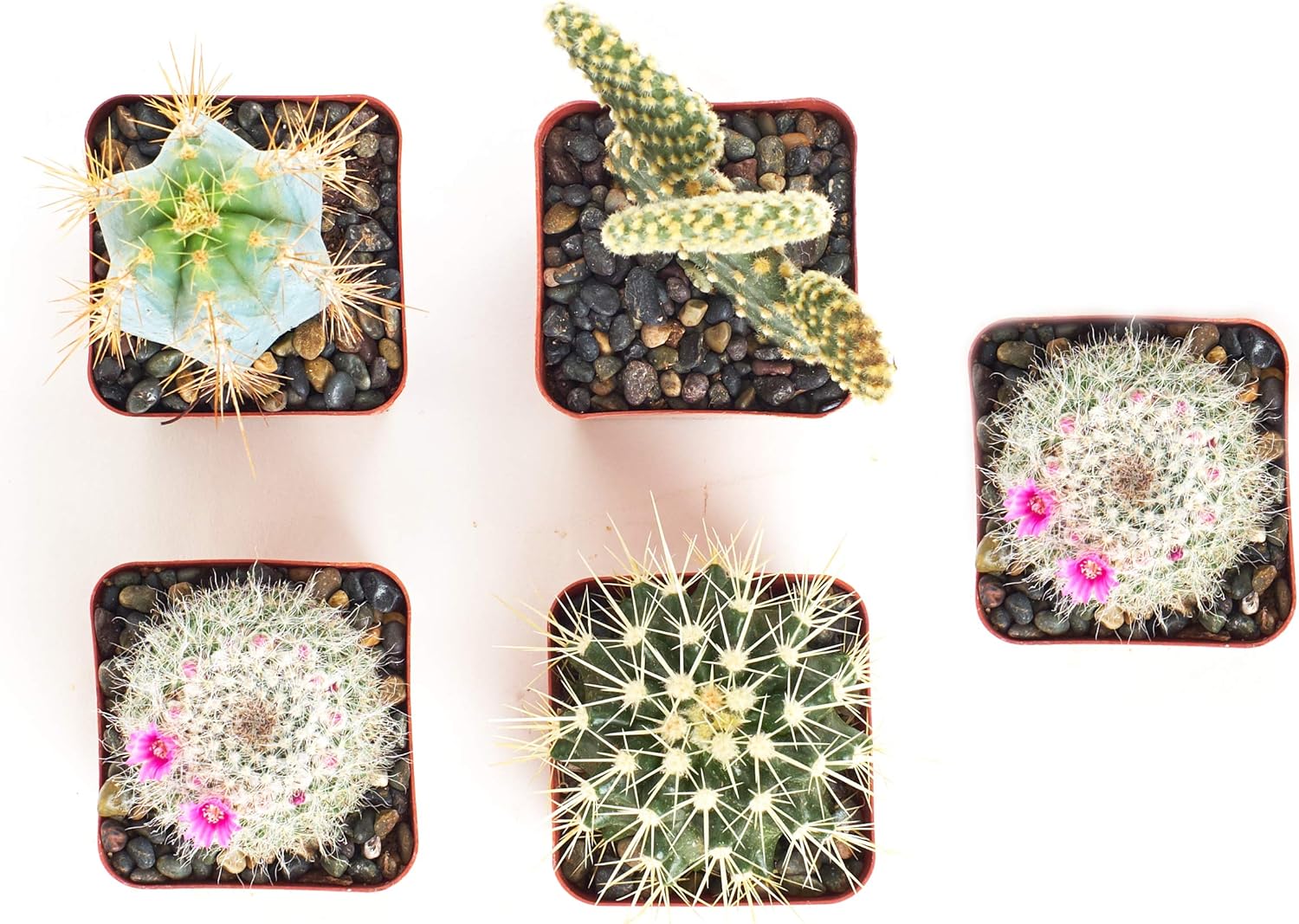 Shop Succulents | Can't Touch This Collection | Assortment of Hand Selected, Fully Rooted Live Indoor Succulent and Cacti Plants, 12-Pack : Everything Else