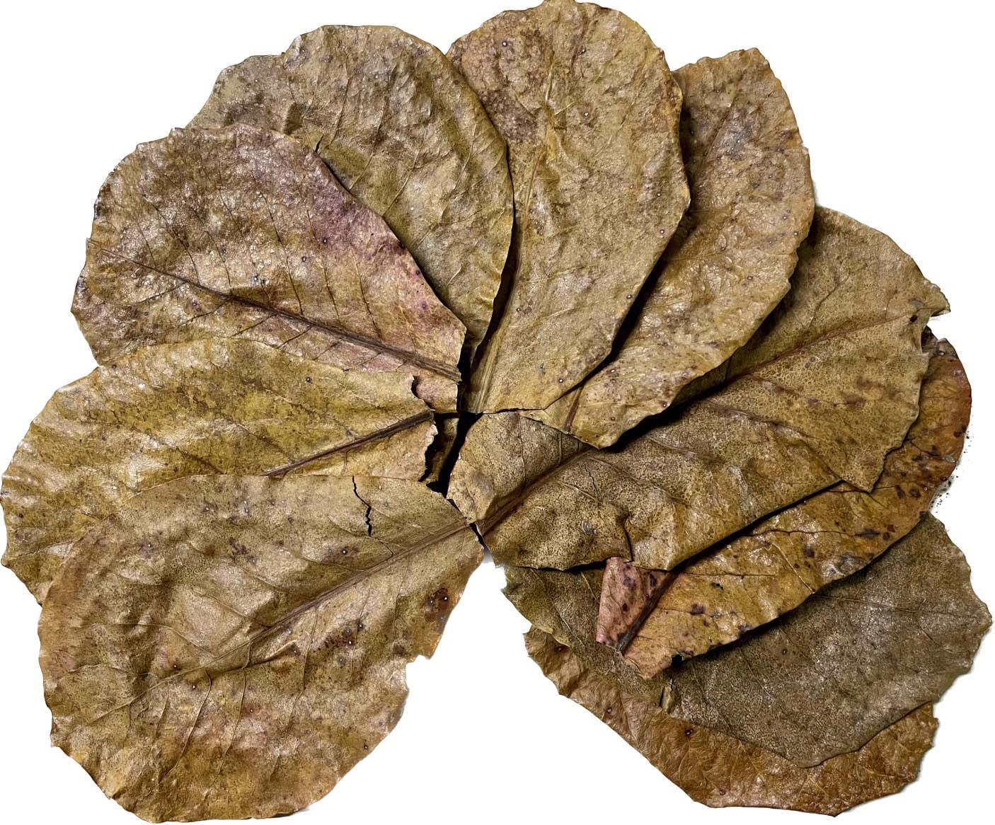 Amazon | 【NOKO-T】マジックリーフ 10枚 15cm～20cm 沖縄県産