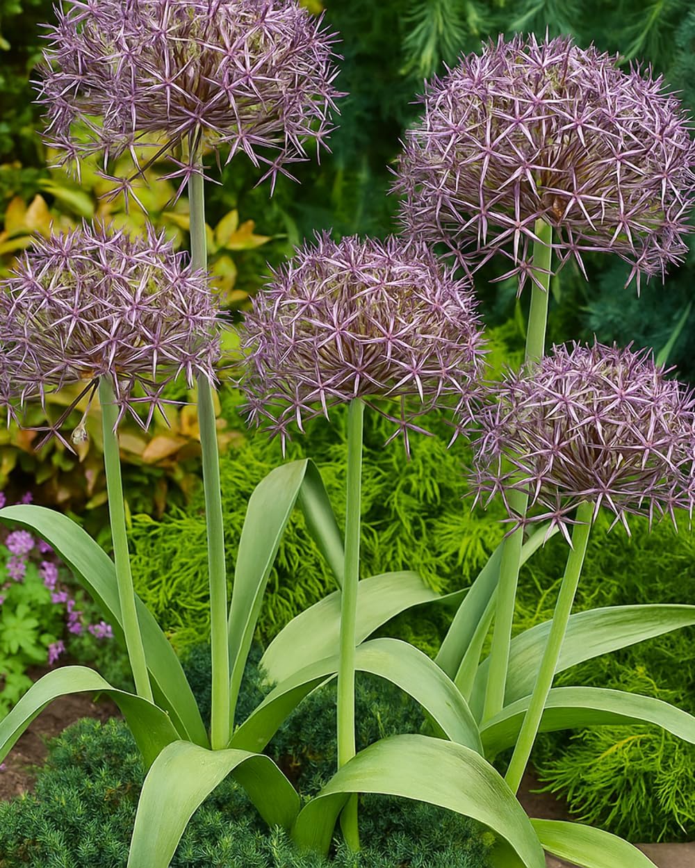 Perennial Farm Allium Christophii (Star of Persia) – Live Ornamental Onion in #1 Container, Large Silvery-Lavender Starburst Blooms, Drought Tolerant, Deer Resistant, Great for Borders & Cut Gardens