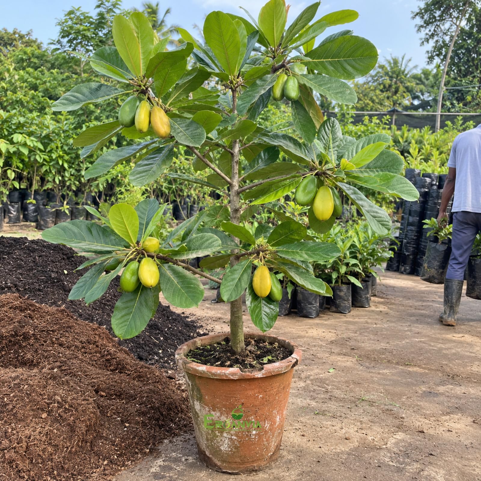 All Time Egg Fruit Plant - Live Grafted Tree -9