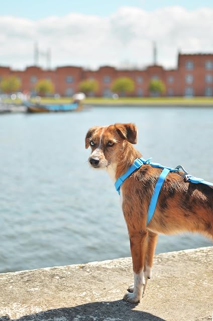 Foto 4 de 4 de DASHI EEXDMX Colorflex Blue Back Harness (L)
