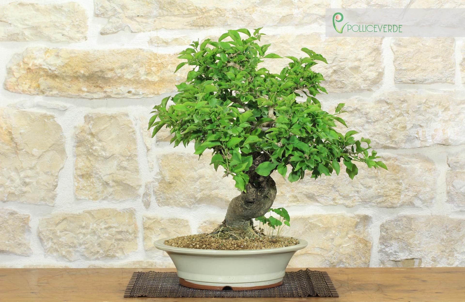 Bonsai di Bougainvillea Spectabilis (121)