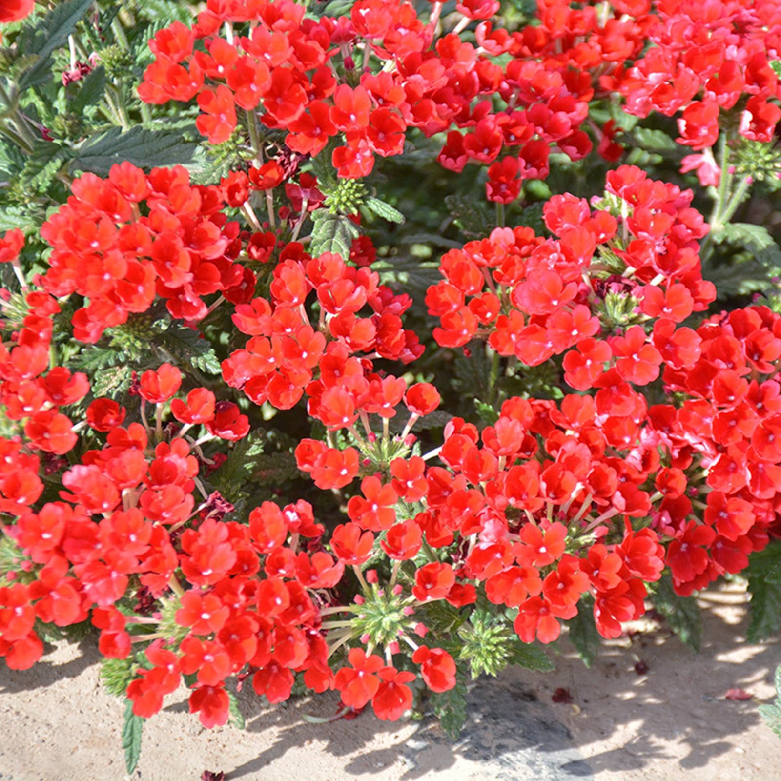 Perennial Lantana Seeds for Planting-Garden Decoration, Hardy, Professional Planting, Simple to Grow, Outdoor Garden Displays-500Count-E