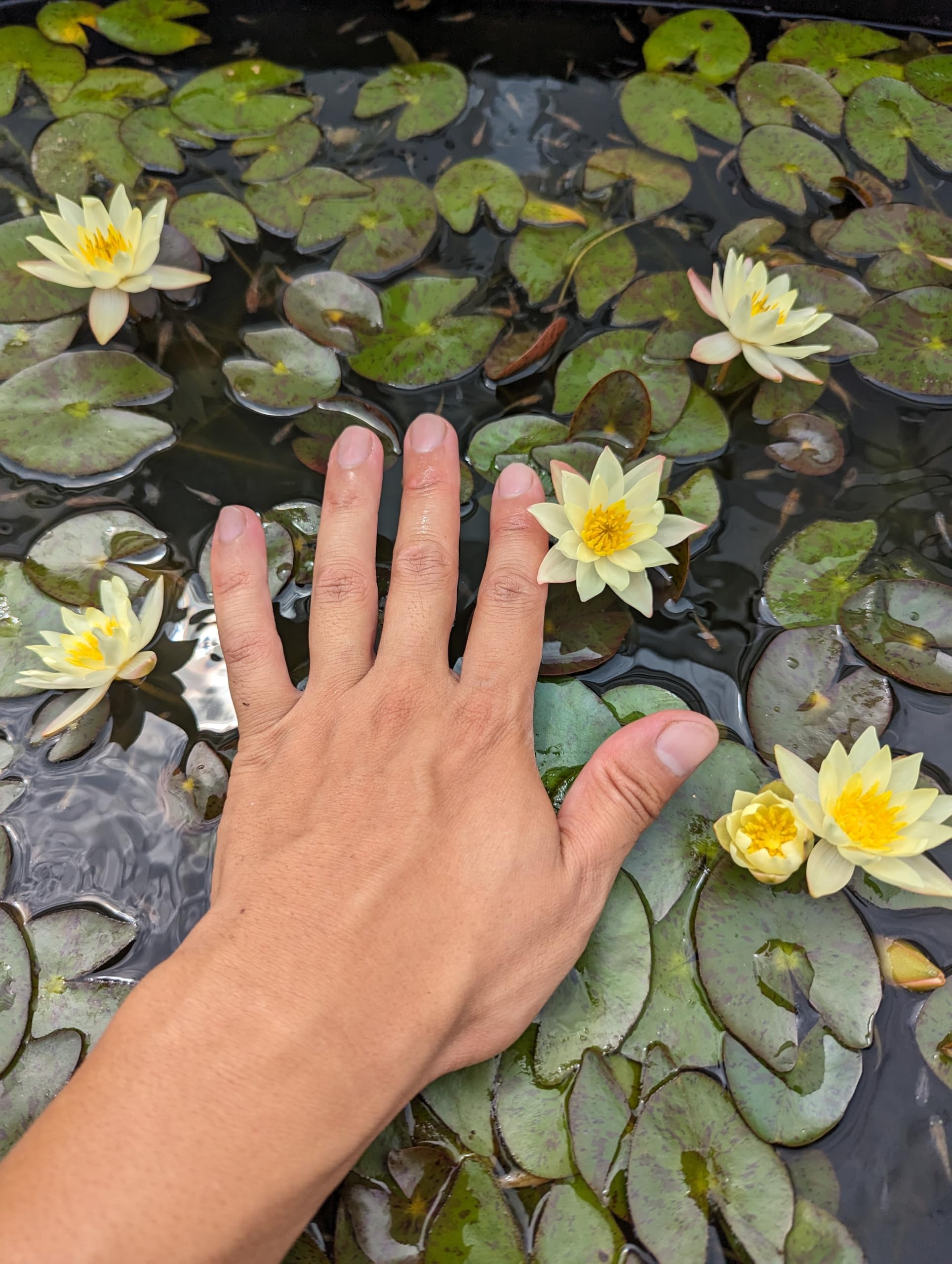 Amazon.co.jp: 【姫睡蓮】ヘルボラ2株 抜き苗【SA:Water Garden