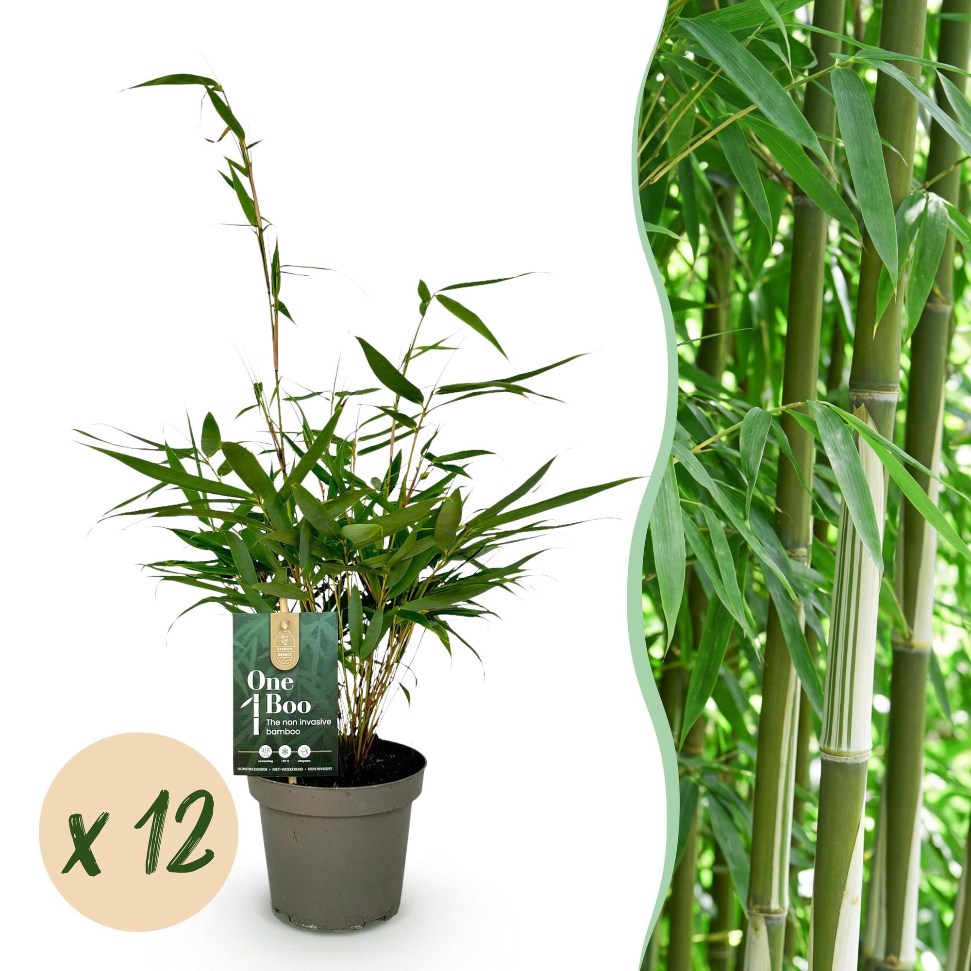 Green boutiQ - Bambou - Fargesia robusta Pingwu - Persistant - Non Envahissant - Vert - 12 Plantes - Pot 14cm - Hauteur 35cm