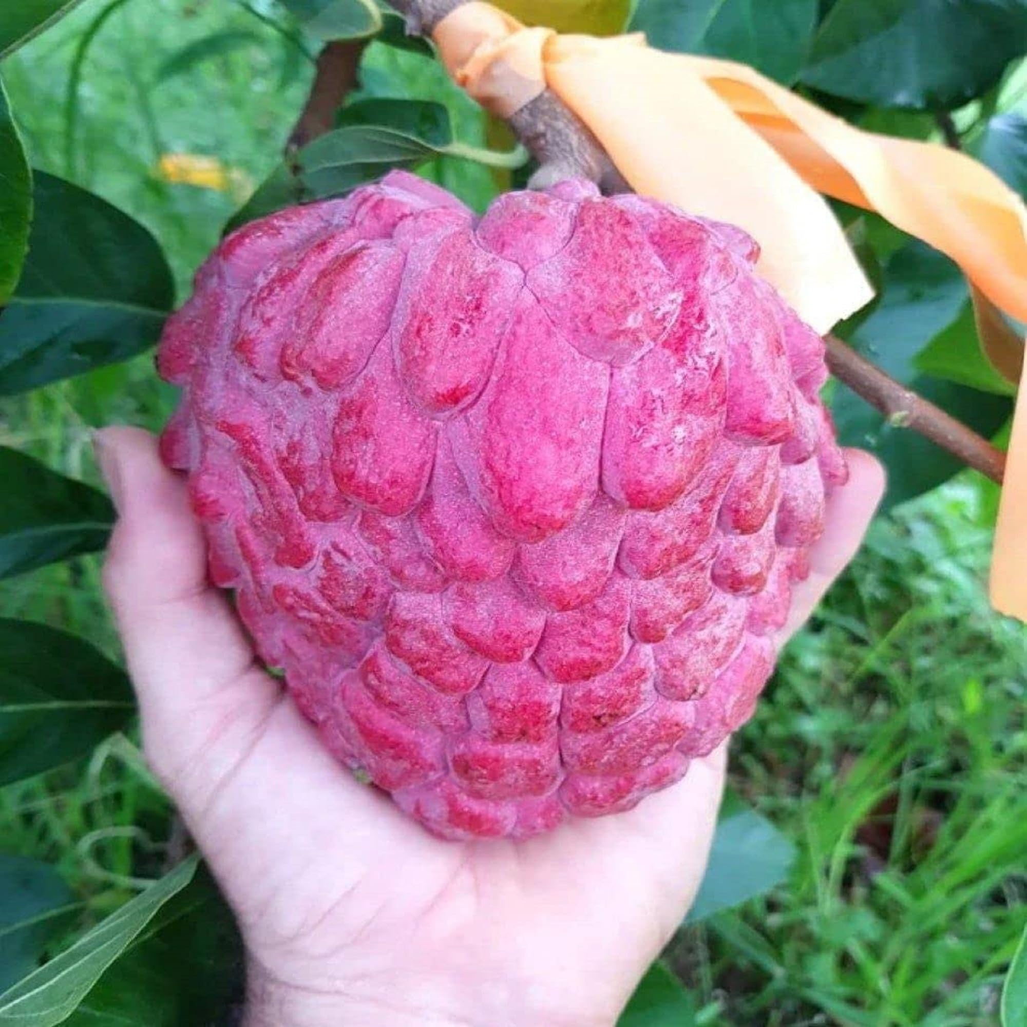 See full amazon price history chart for GREEN LINE Thai Red Sugar Apple Sitafal Live Fruit Plant - Rare Red Custard Apple Grafted Live Plants & Tree(1-1.5 Ft Size) Hybrid healthy Plant and Tree GREEN LINE Thai Red Sugar Apple Sitafal Live Fruit Plant - Rare Red Custard Apple Grafted Live Plants & Tree(1-1.5 Ft Size) Hybrid healthy Plant and Tree (B0CJ762QWQ) Amazon Price History, Amazon Price Tracker