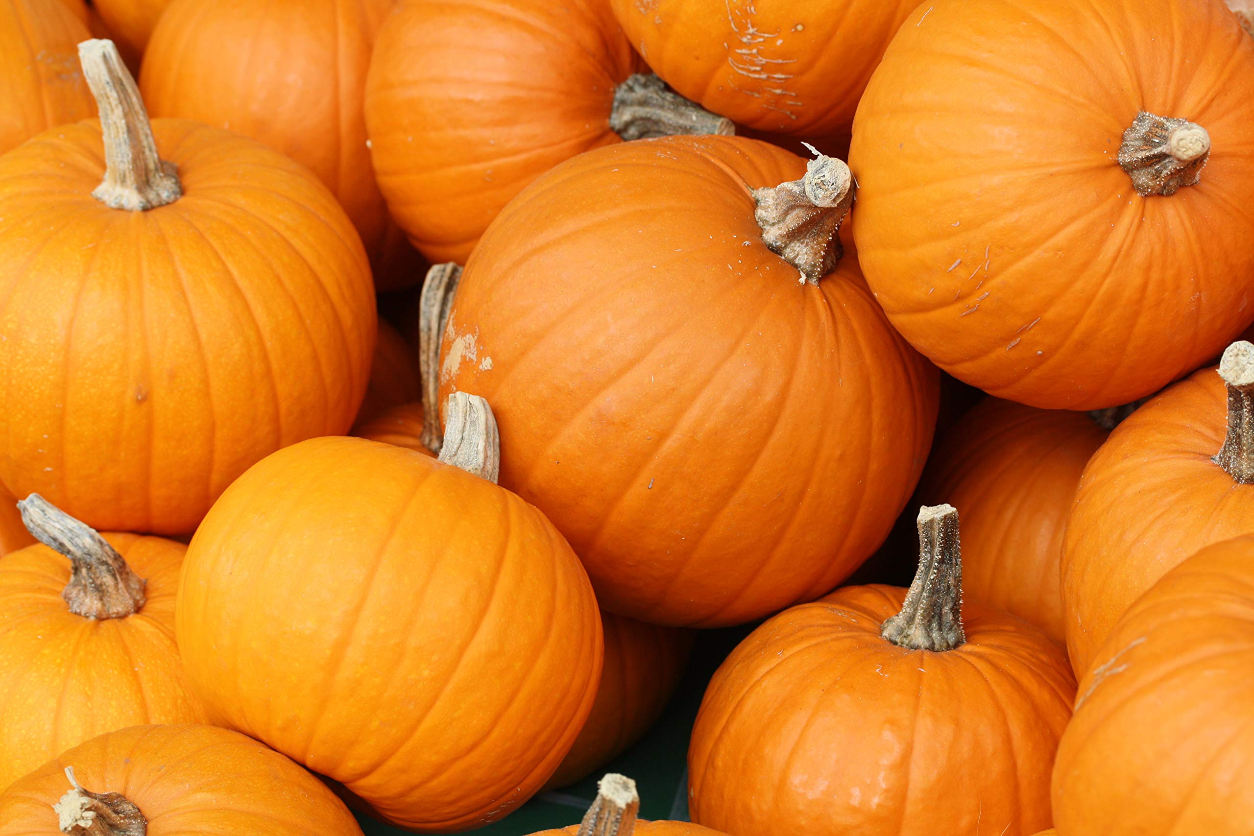 Creative Farmer Vegetable Seeds Cucurbita Pepo Seeds - Pumpkin Seeds Fruit Seasonal Vegetable Garden Home Garden Seeds (B07N48J2HM) Amazon Price History, Amazon Price Tracker