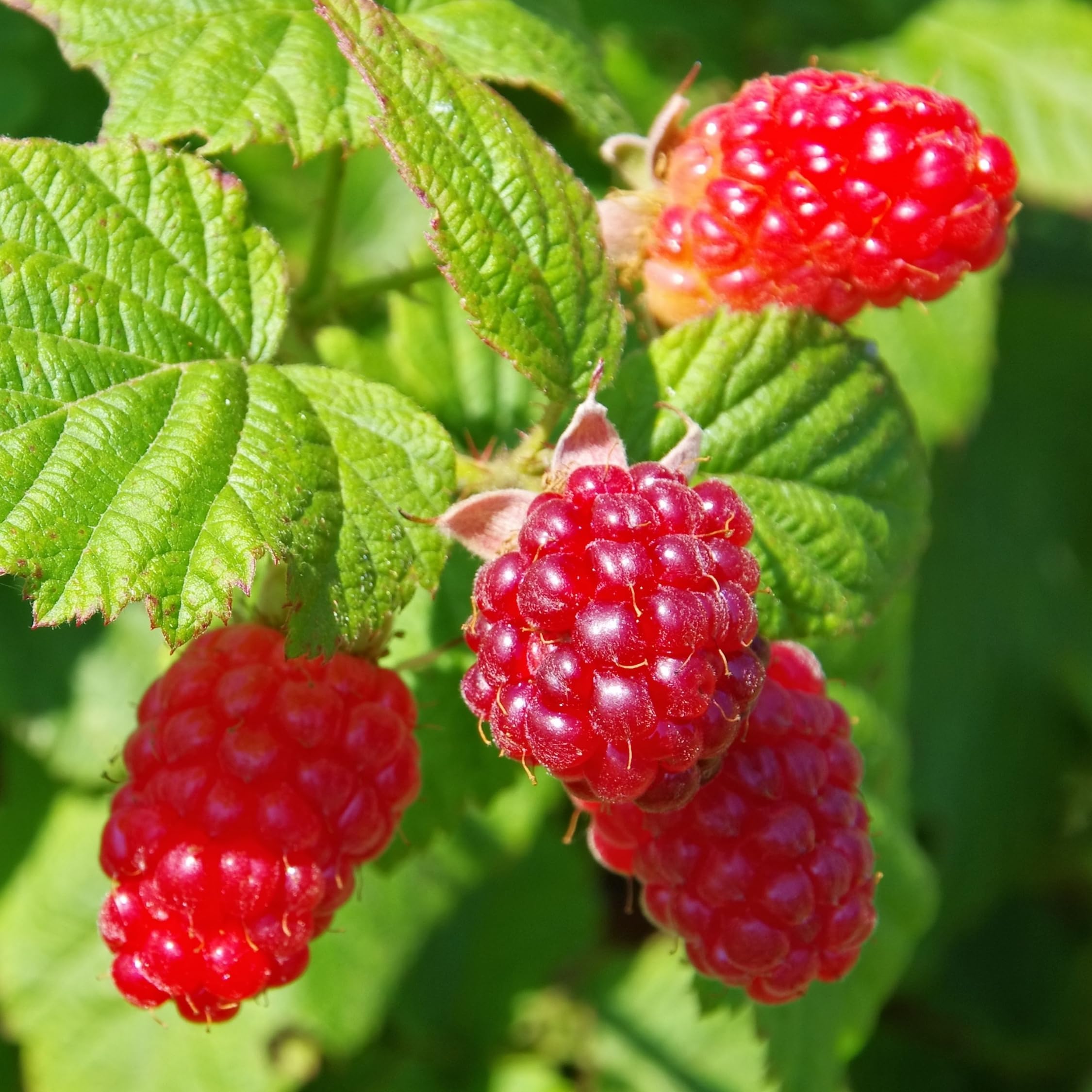 Plant in a Box - Rubus 'Baie de Tay' - Set de 3 - Croisement entre la mûre et la framboise - Fruits rouge foncé - Plante de jardin à feuilles caduques - Pot 9cm - Hauteur 25-40cm